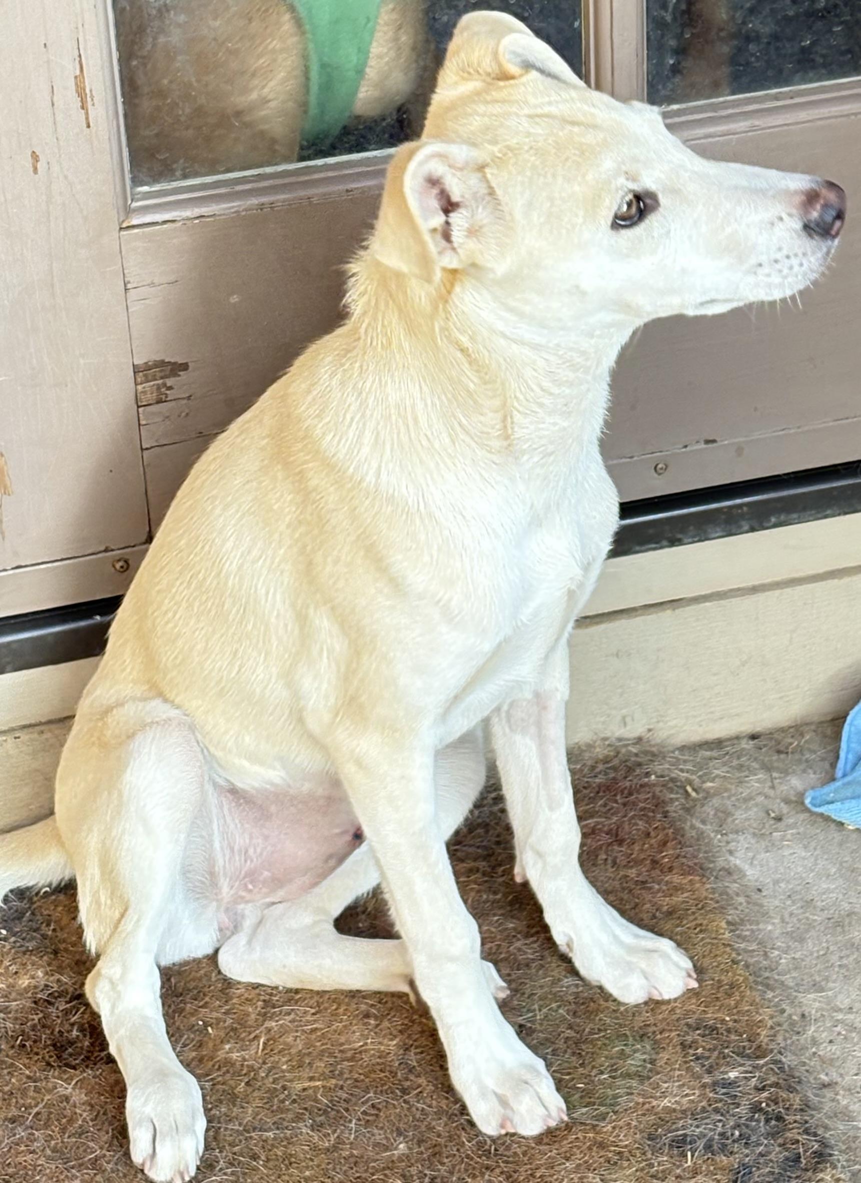 Enlarge Stella, a Adoptable mixed breed in San Ysidro, CA image 6/6