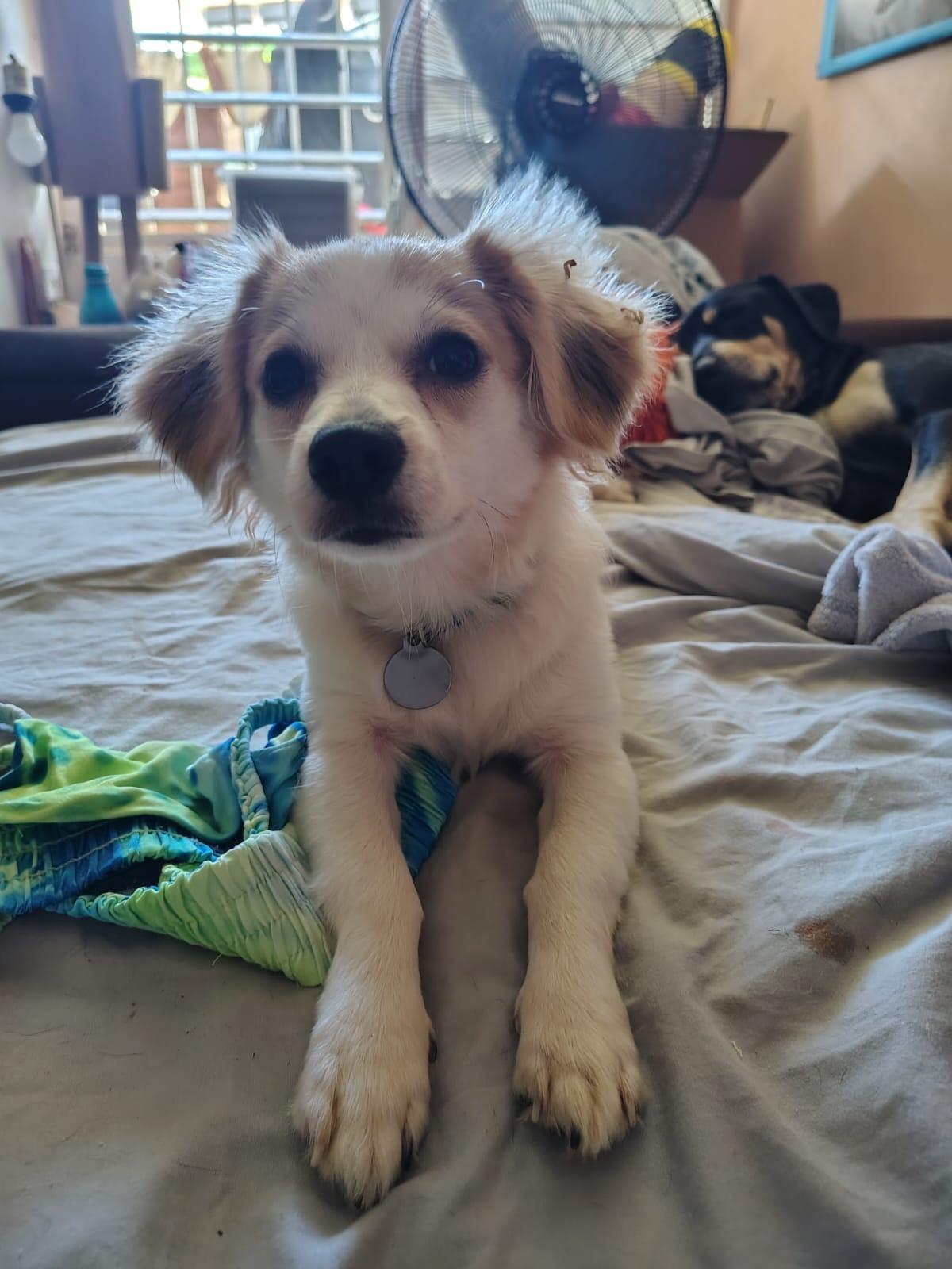 Enlarge STITCH, a Adopted mixed breed in Boston, MA image 1/6