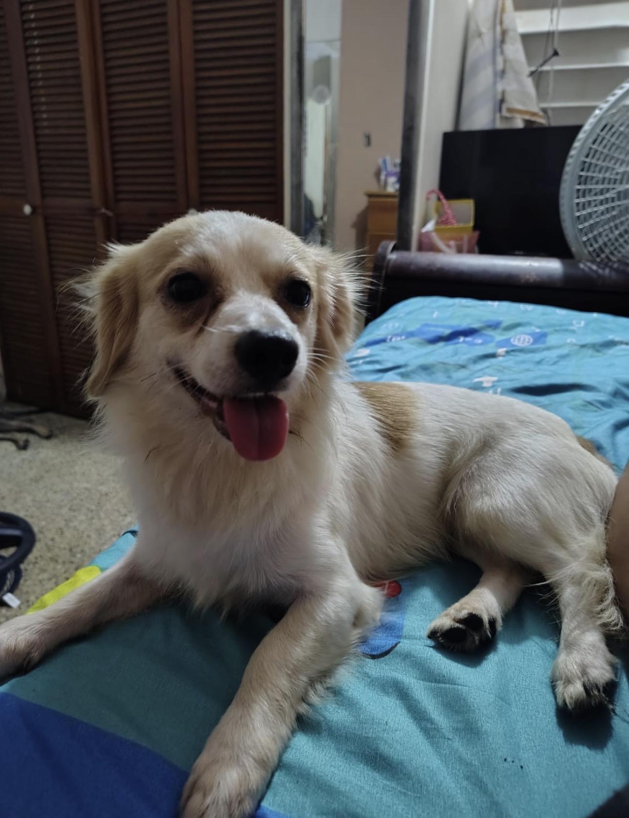 Enlarge STITCH, a Adopted mixed breed in Boston, MA image 2/6