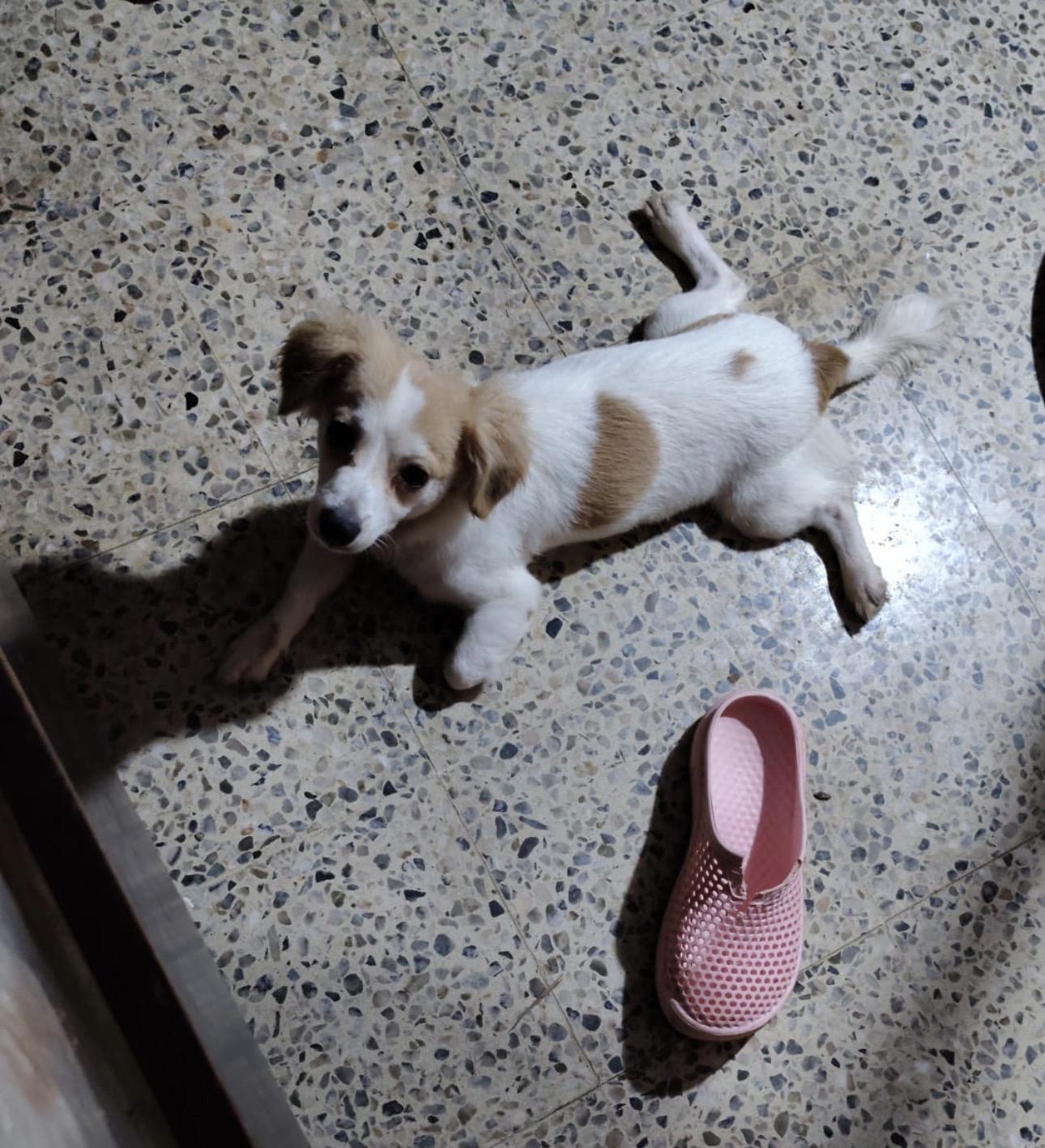 Enlarge STITCH, a Adopted mixed breed in Boston, MA image 6/6