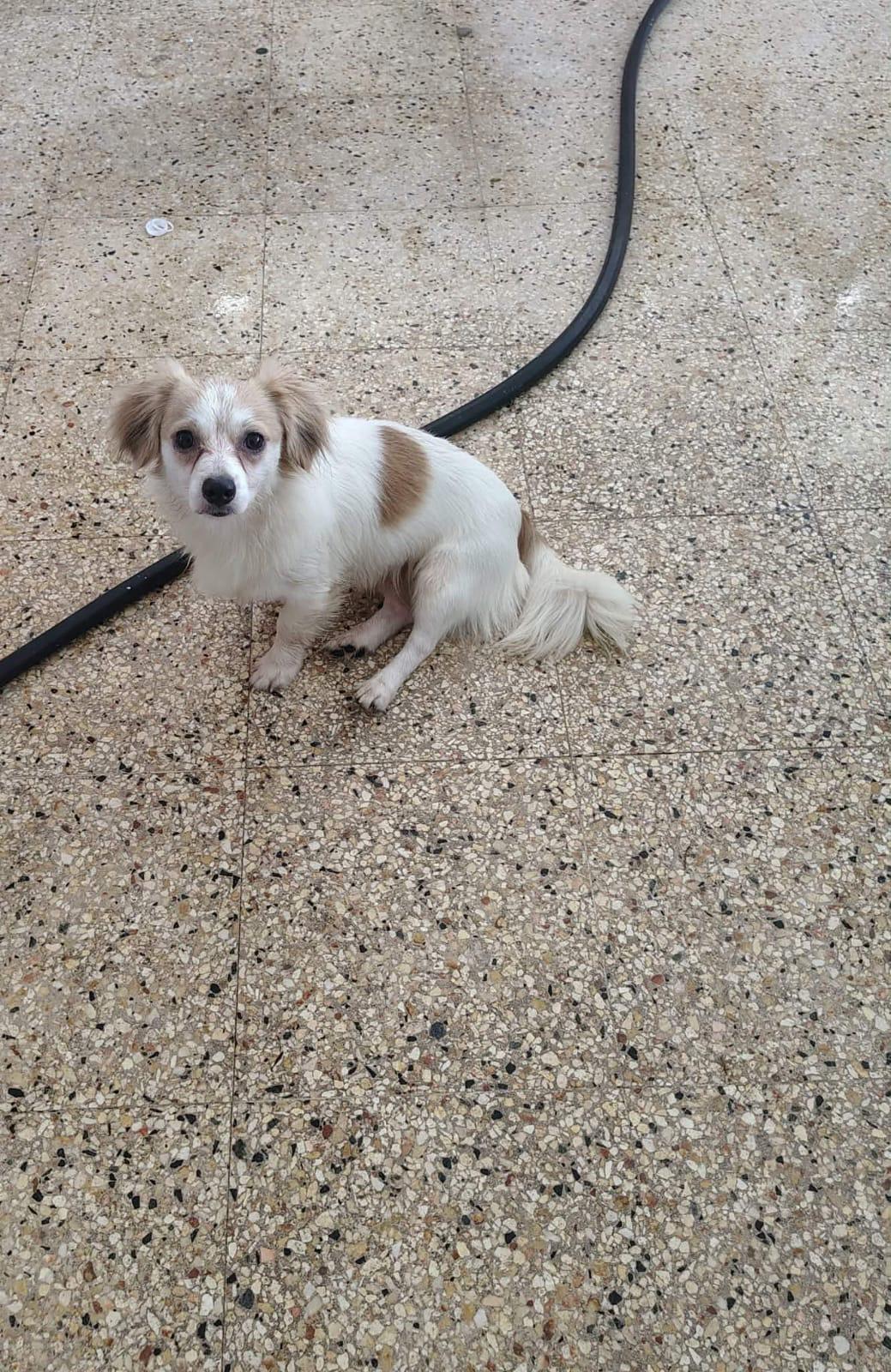 Enlarge STITCH, a Adopted mixed breed in Boston, MA image 4/6