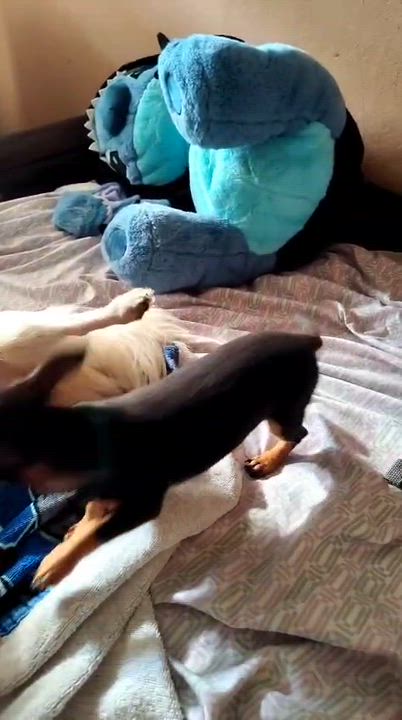 Enlarge STITCH, a Adopted mixed breed in Boston, MA video 3/6