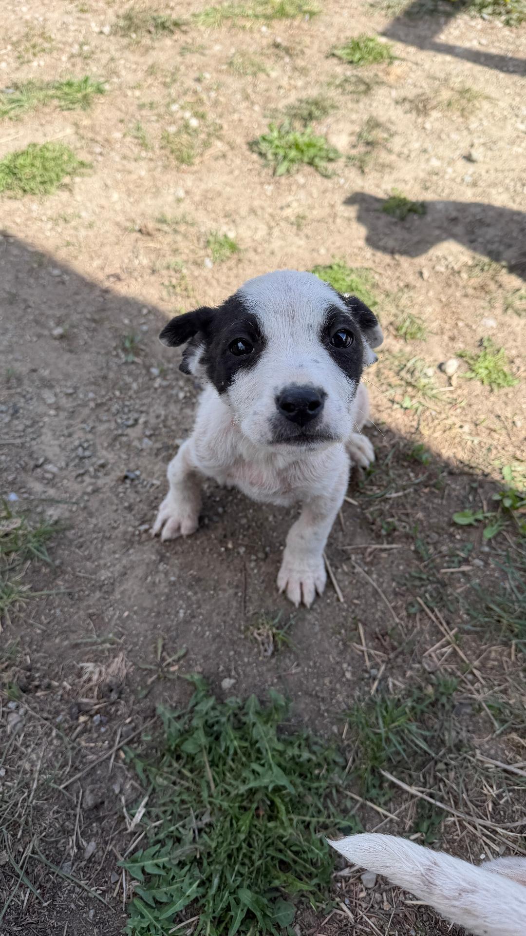 Janet, Adoptable, Puppy Female Mixed Breed.