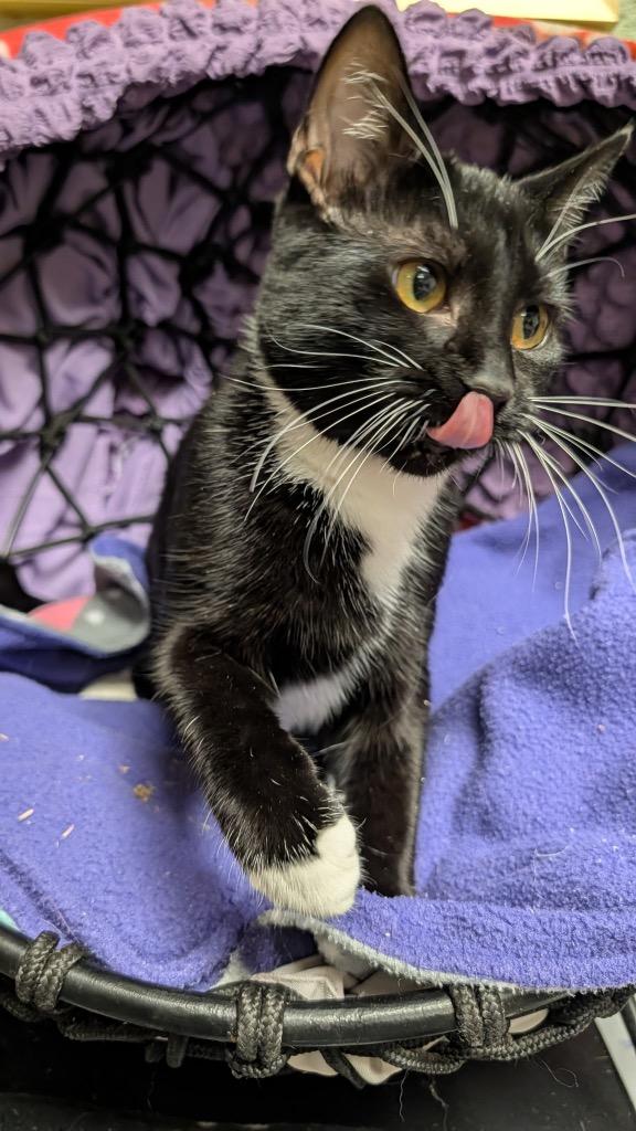 Pebbles, Adoptable, Young Female Domestic Short Hair.