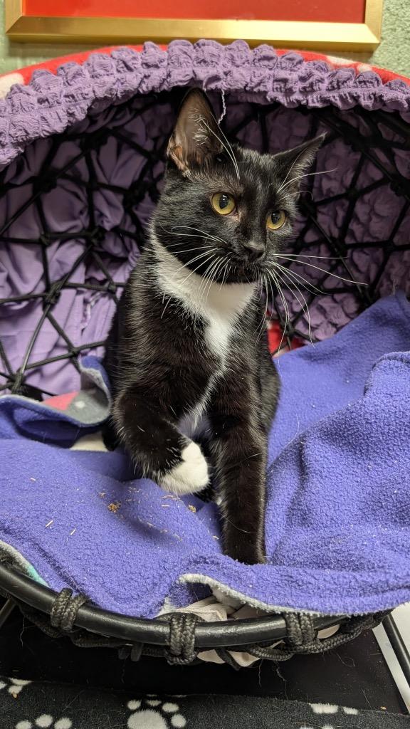 Pebbles, a Adoptable mixed breed in Ellijay, GA image 2/3