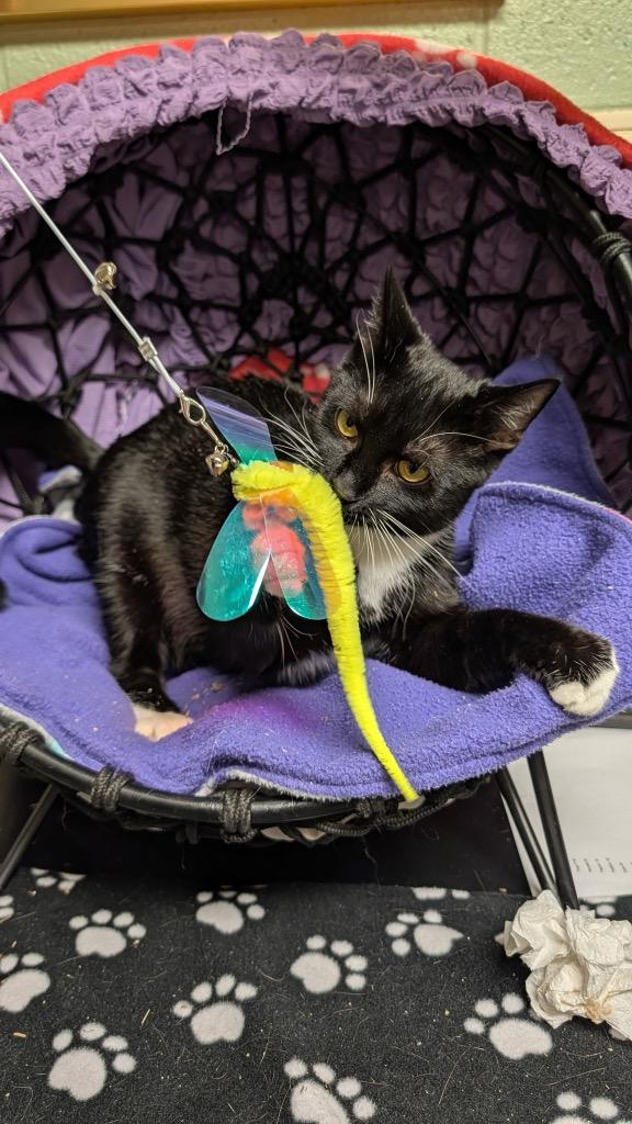 Pebbles, a Adoptable mixed breed in Ellijay, GA image 3/3