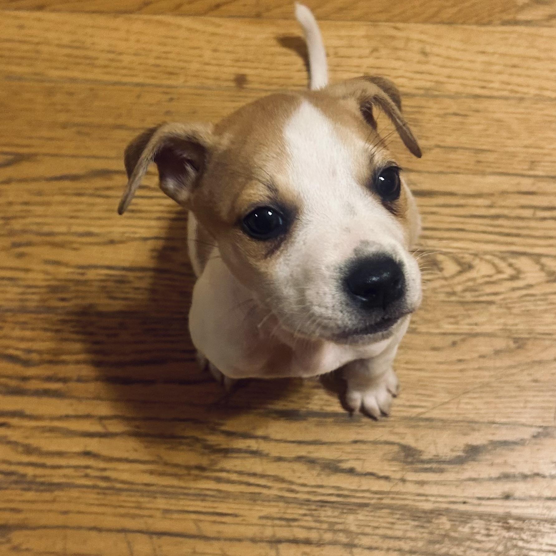 Peanut, an adopted mixed breed in Prior Lake, MN image 5/5