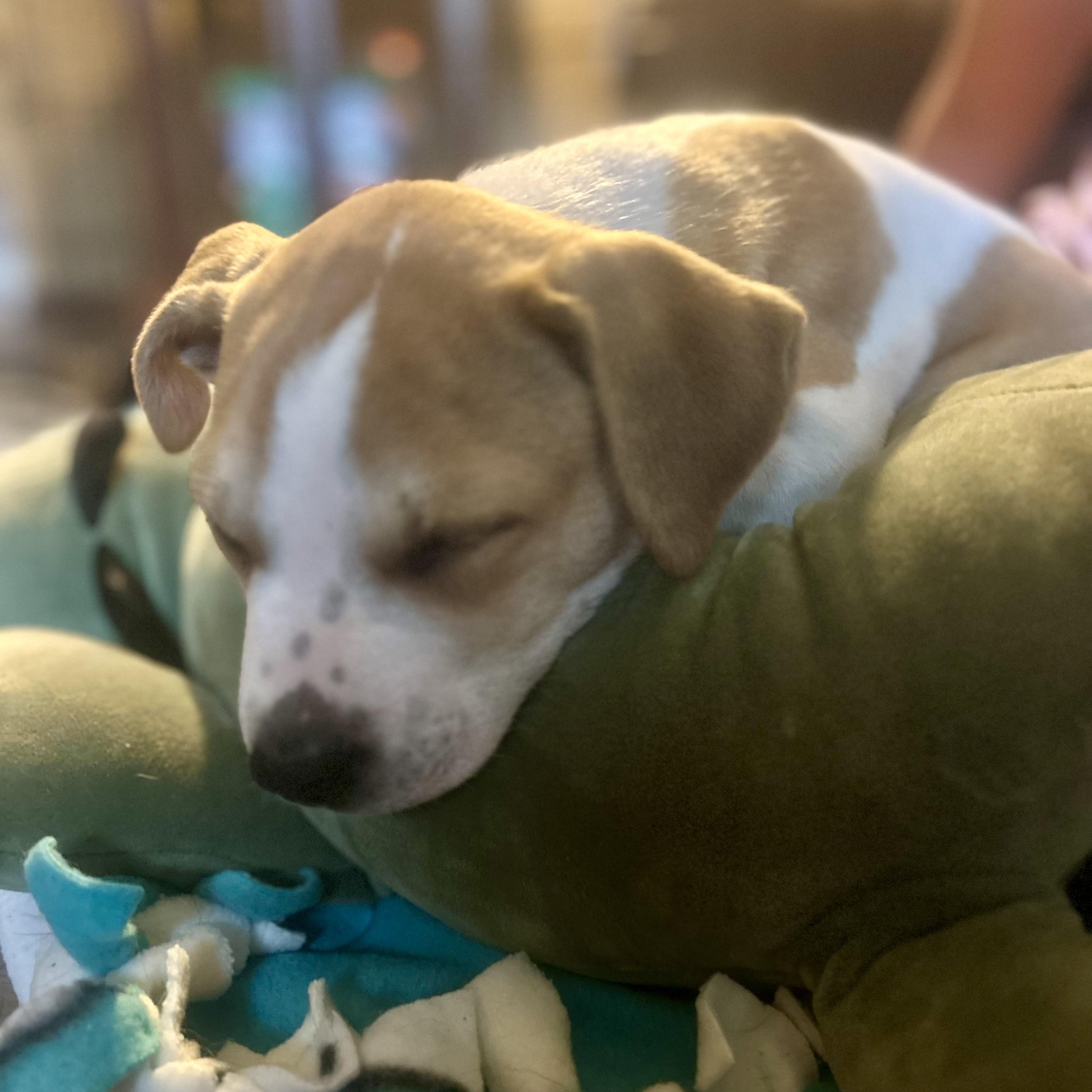 Peanut, an adopted mixed breed in Prior Lake, MN image 4/5