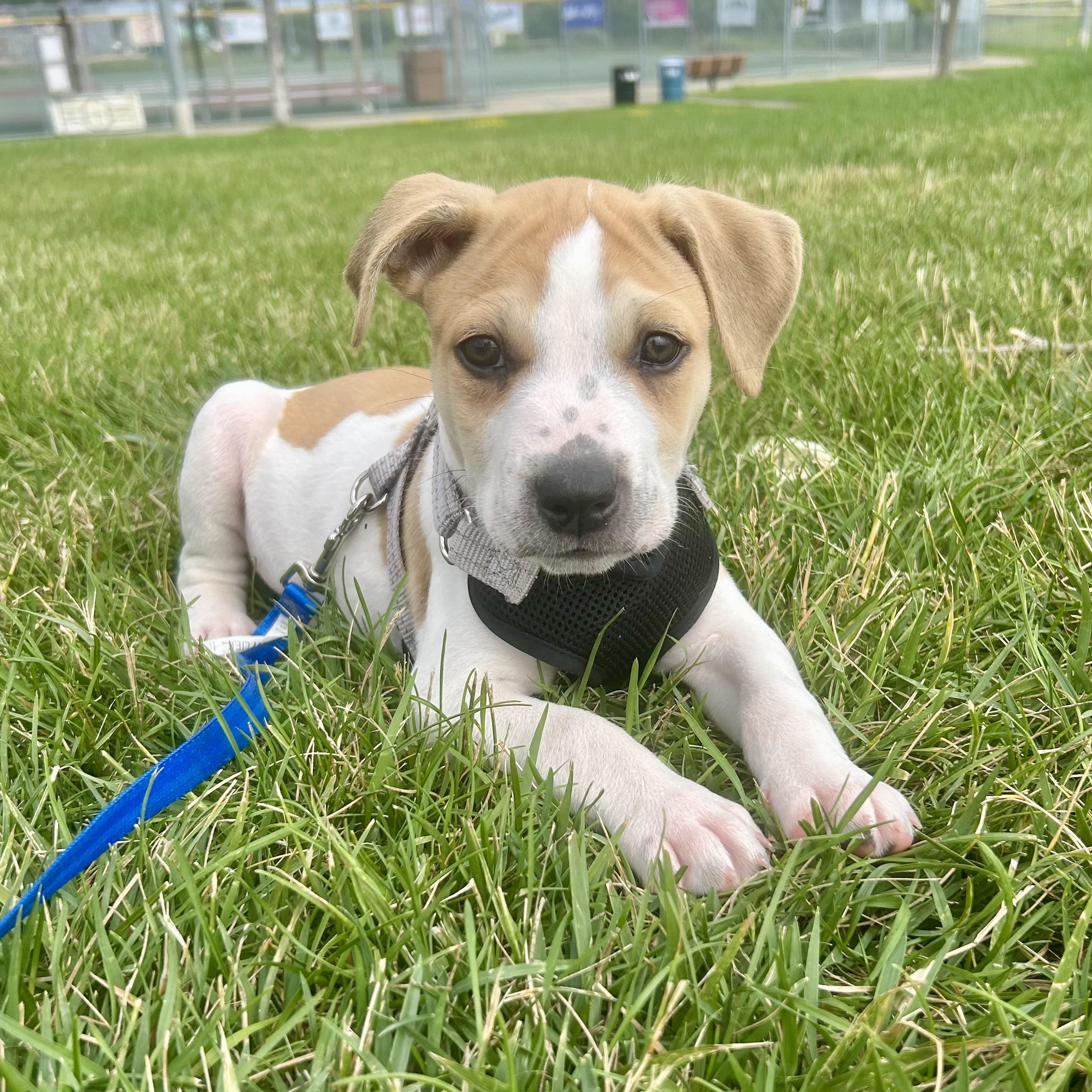 Peanut, adopted, Puppy Male Boxer & Mixed Breed.