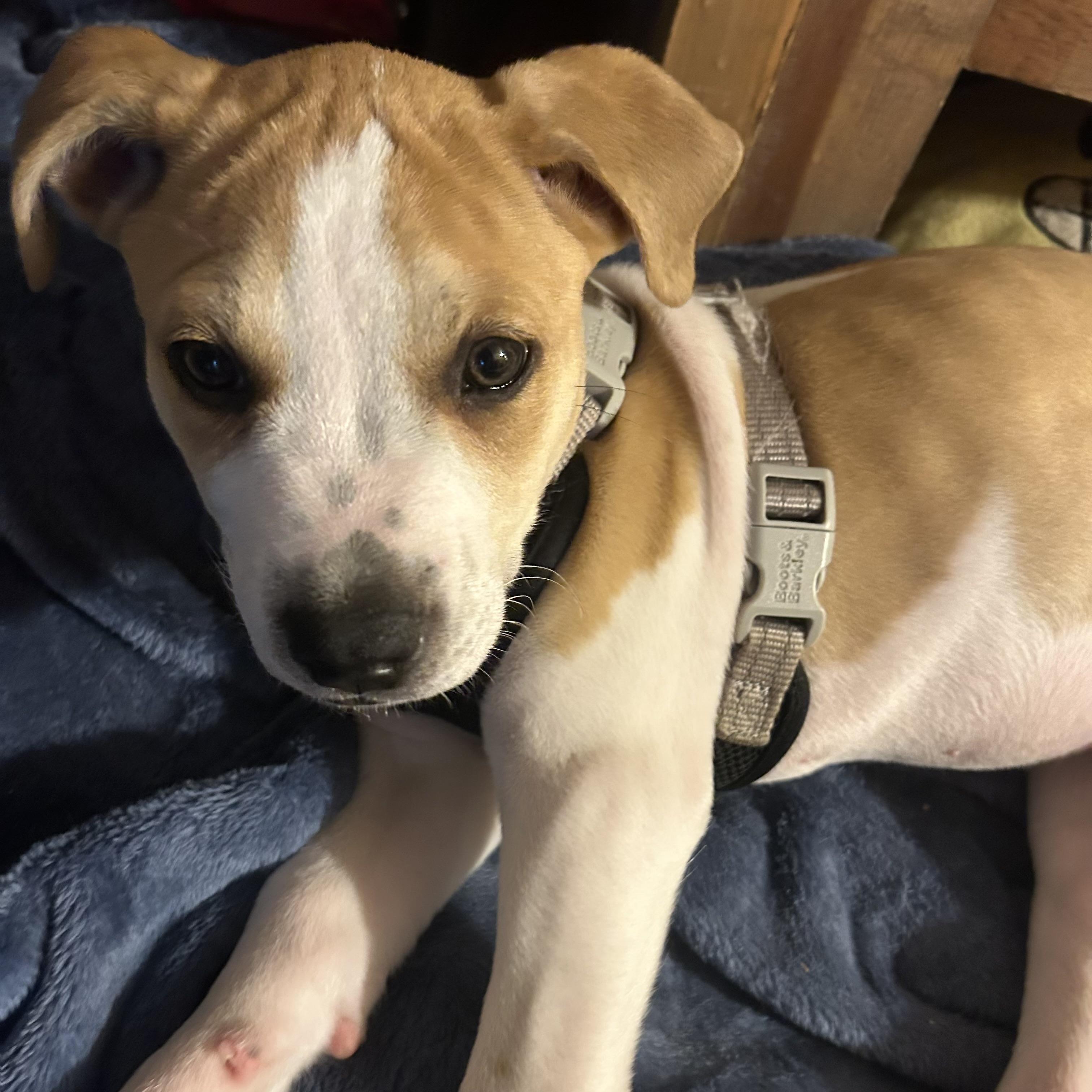 Peanut, an adopted mixed breed in Prior Lake, MN image 2/5