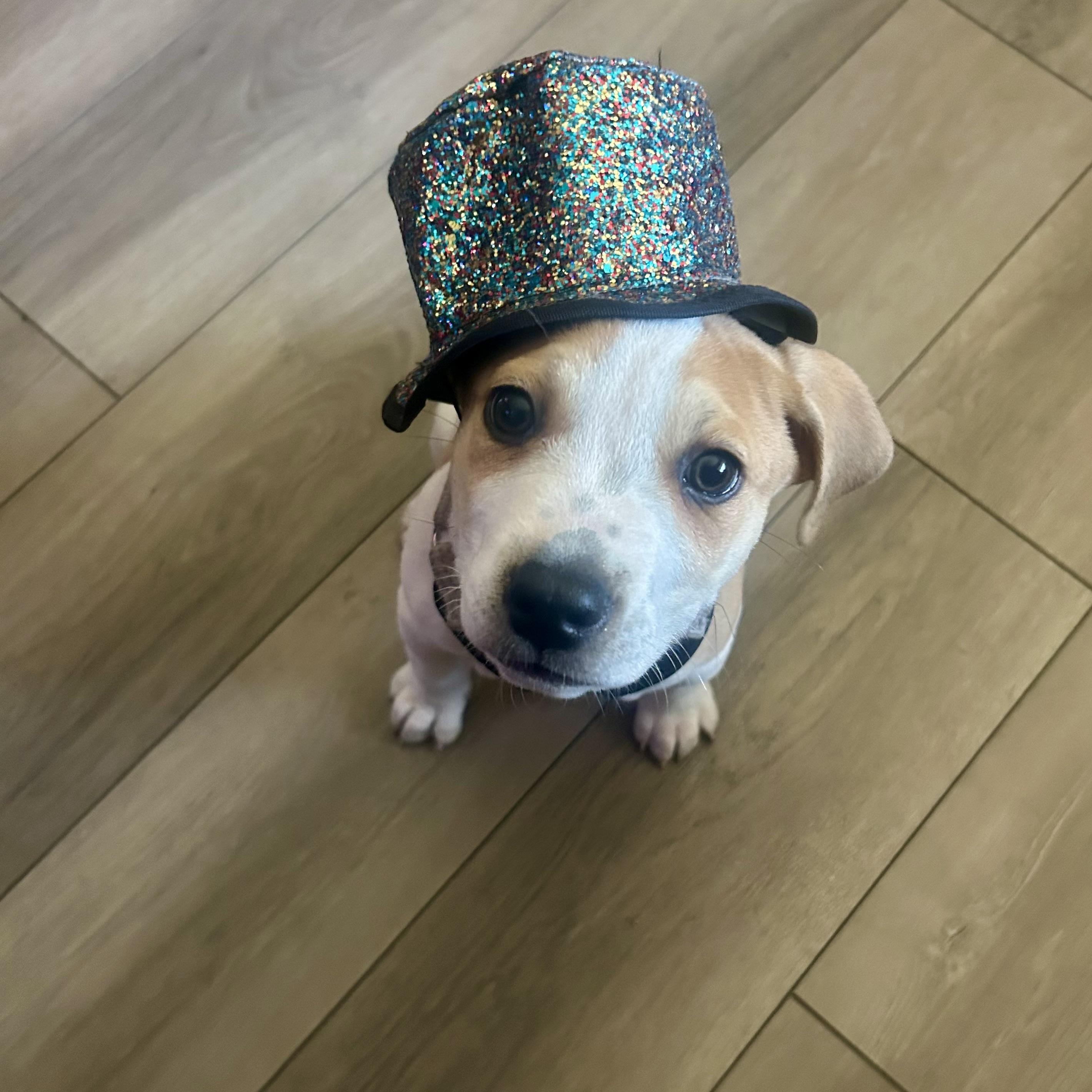 Peanut, an adopted mixed breed in Prior Lake, MN image 3/5