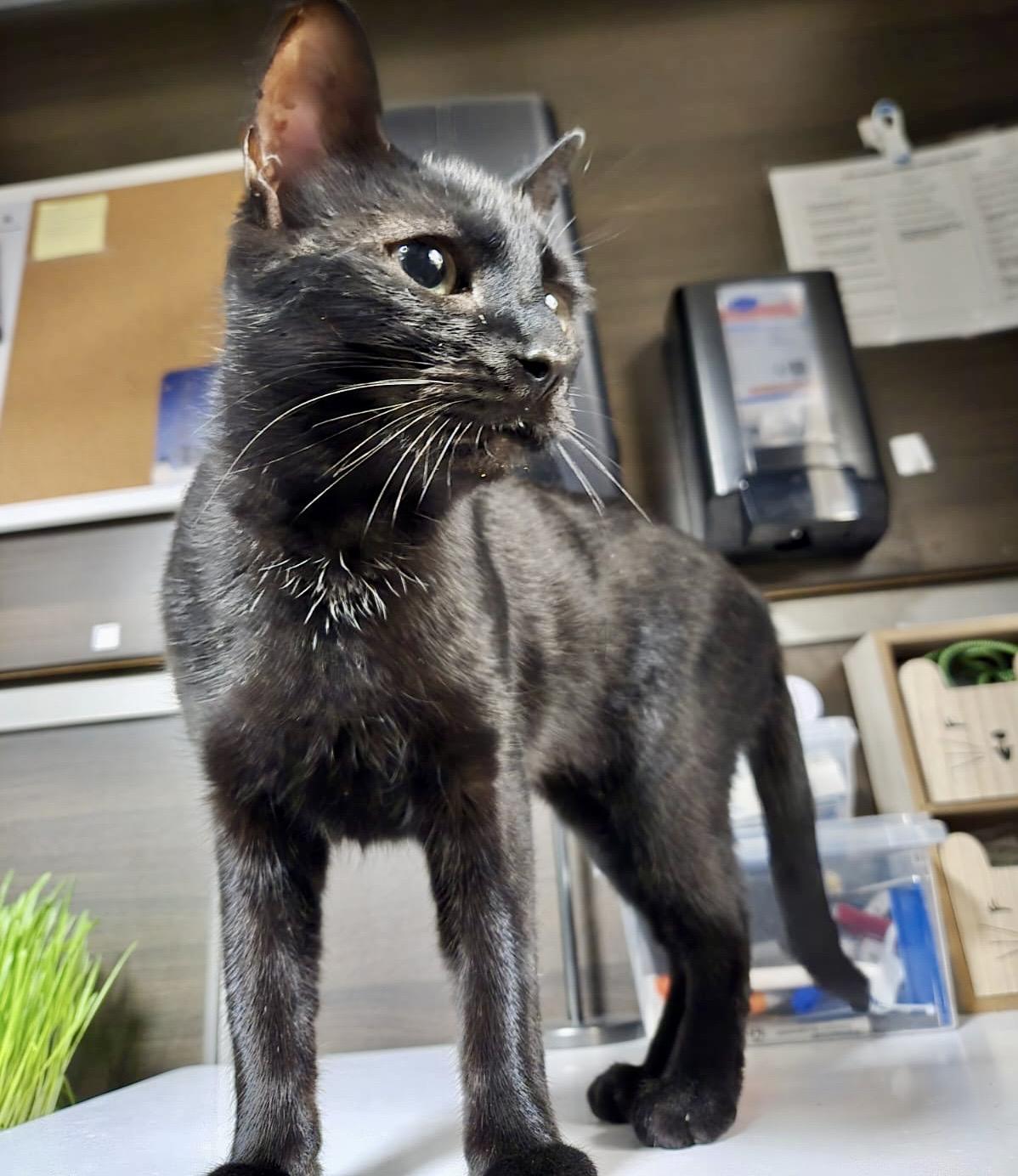 Autumn, ADOPTABLE, Adult Female Domestic Short Hair.