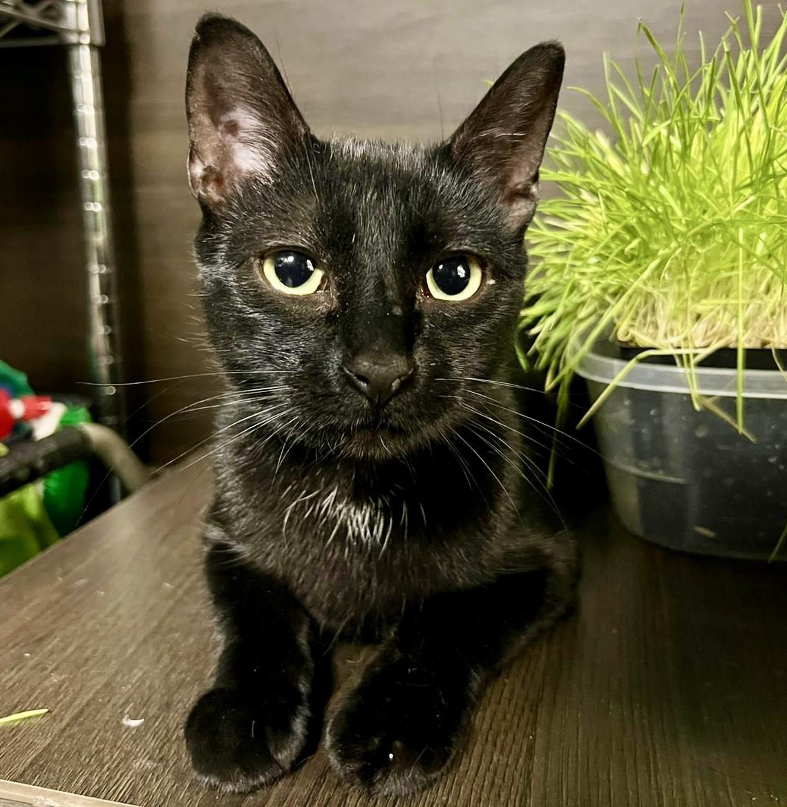 Autumn, a ADOPTABLE Domestic Short Hair in Toronto, ON image 2/3