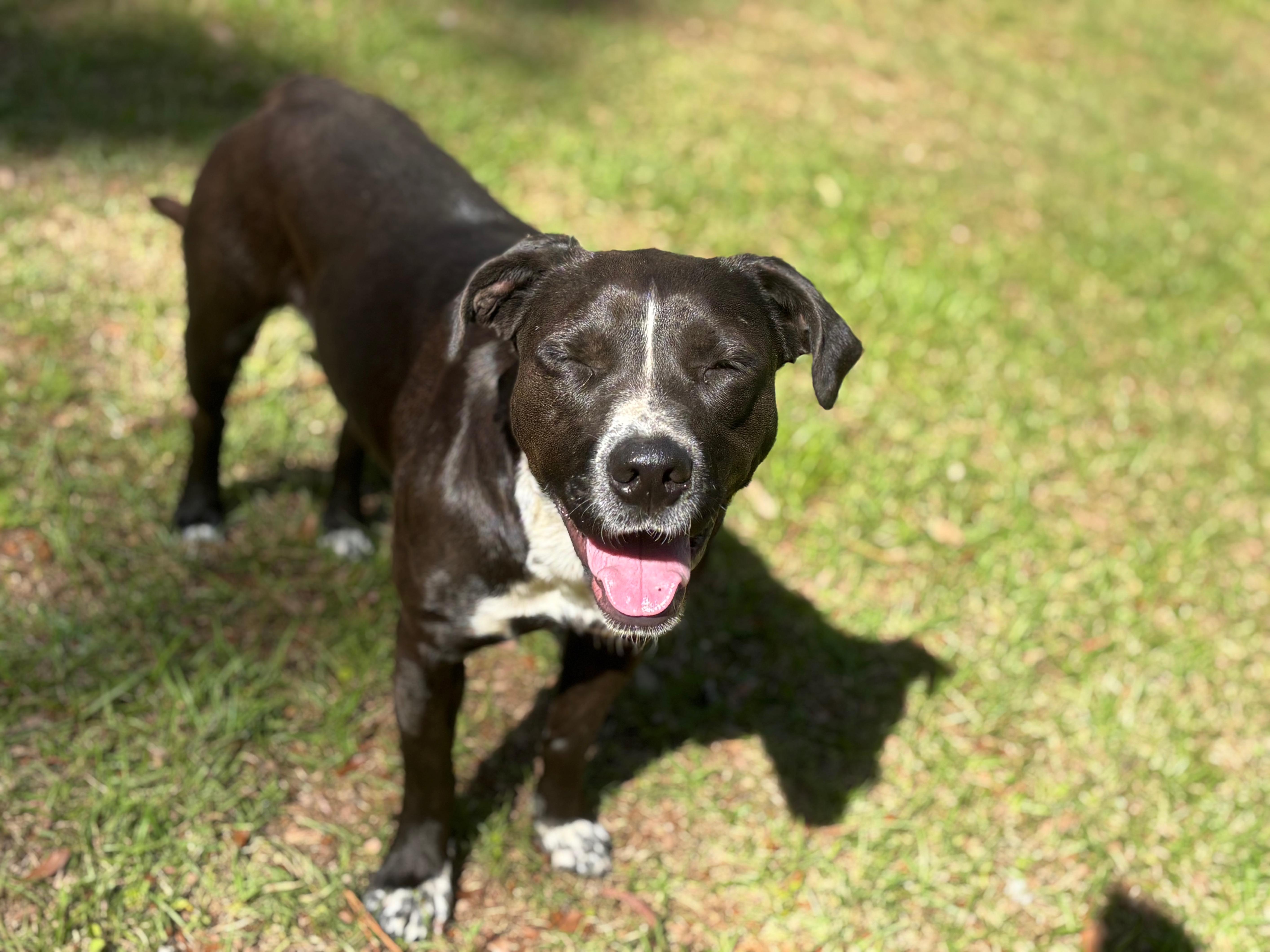 Enlarge Juliette, a Adoptable Mixed Breed in Hartford, CT image 3/5