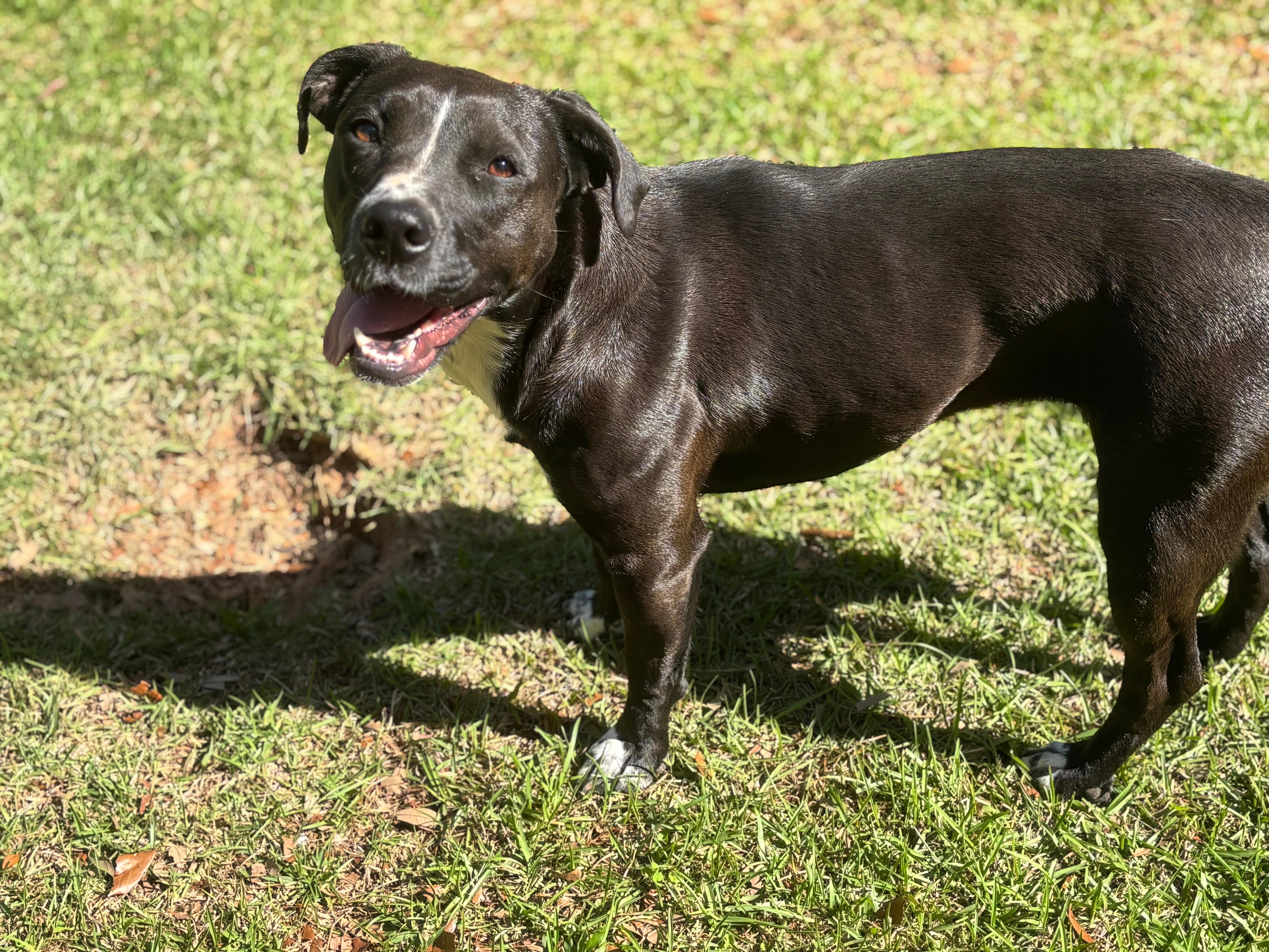 Juliette, Adoptable, Young Female Mixed Breed.