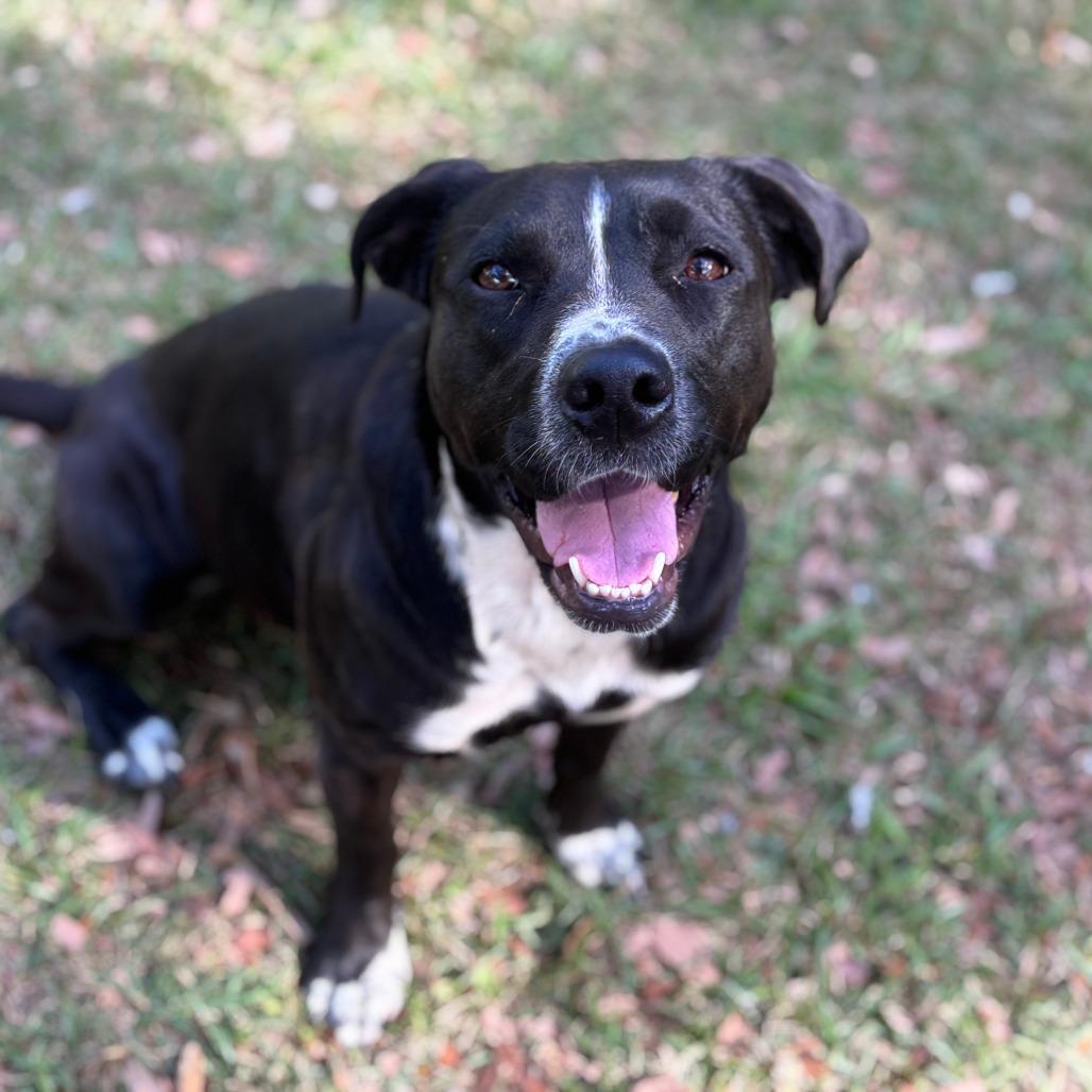 Enlarge Juliette, a Adoptable Mixed Breed in Hartford, CT image 4/5