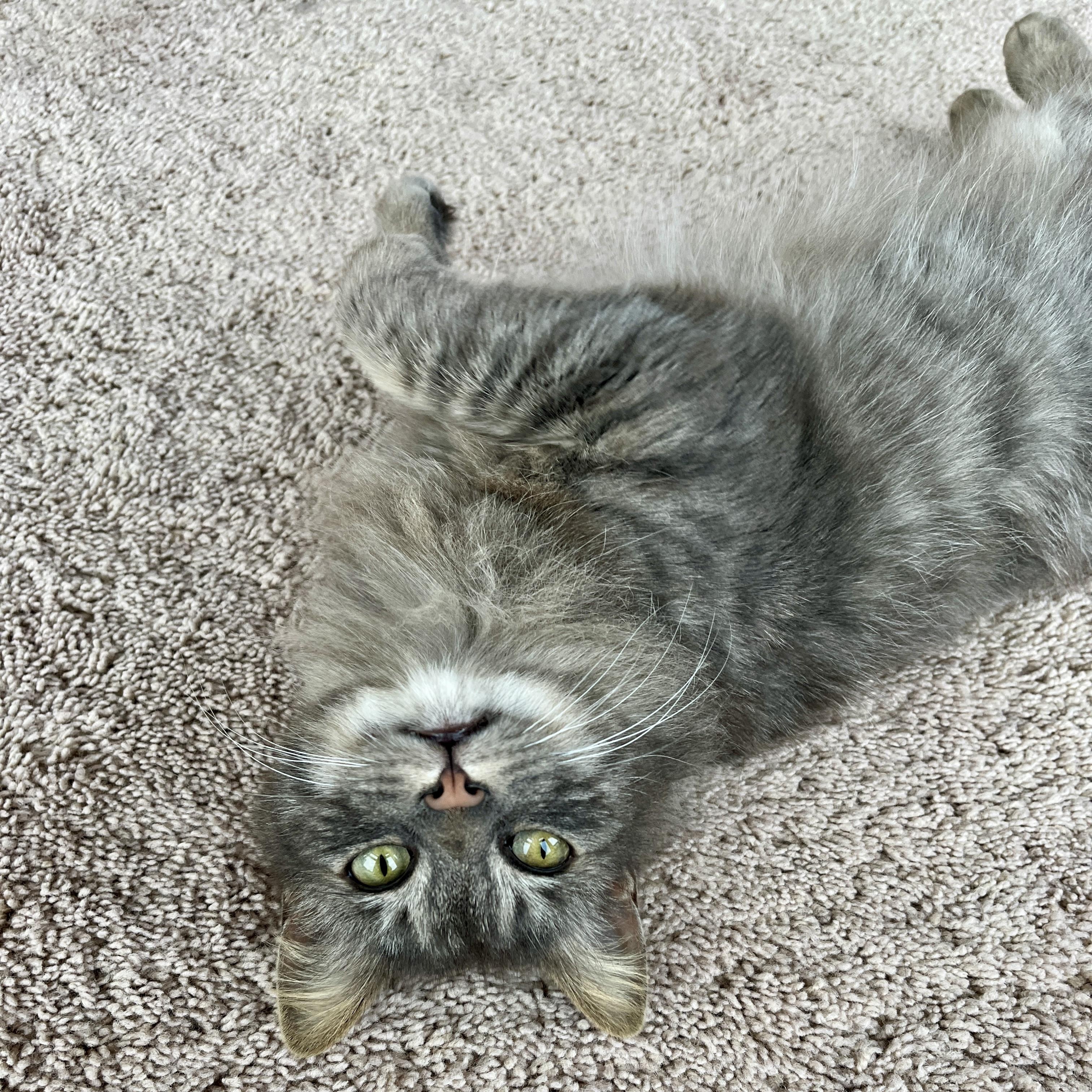 Enlarge Angie, a Adoptable Domestic Long Hair in Tillamook, OR image 2/6