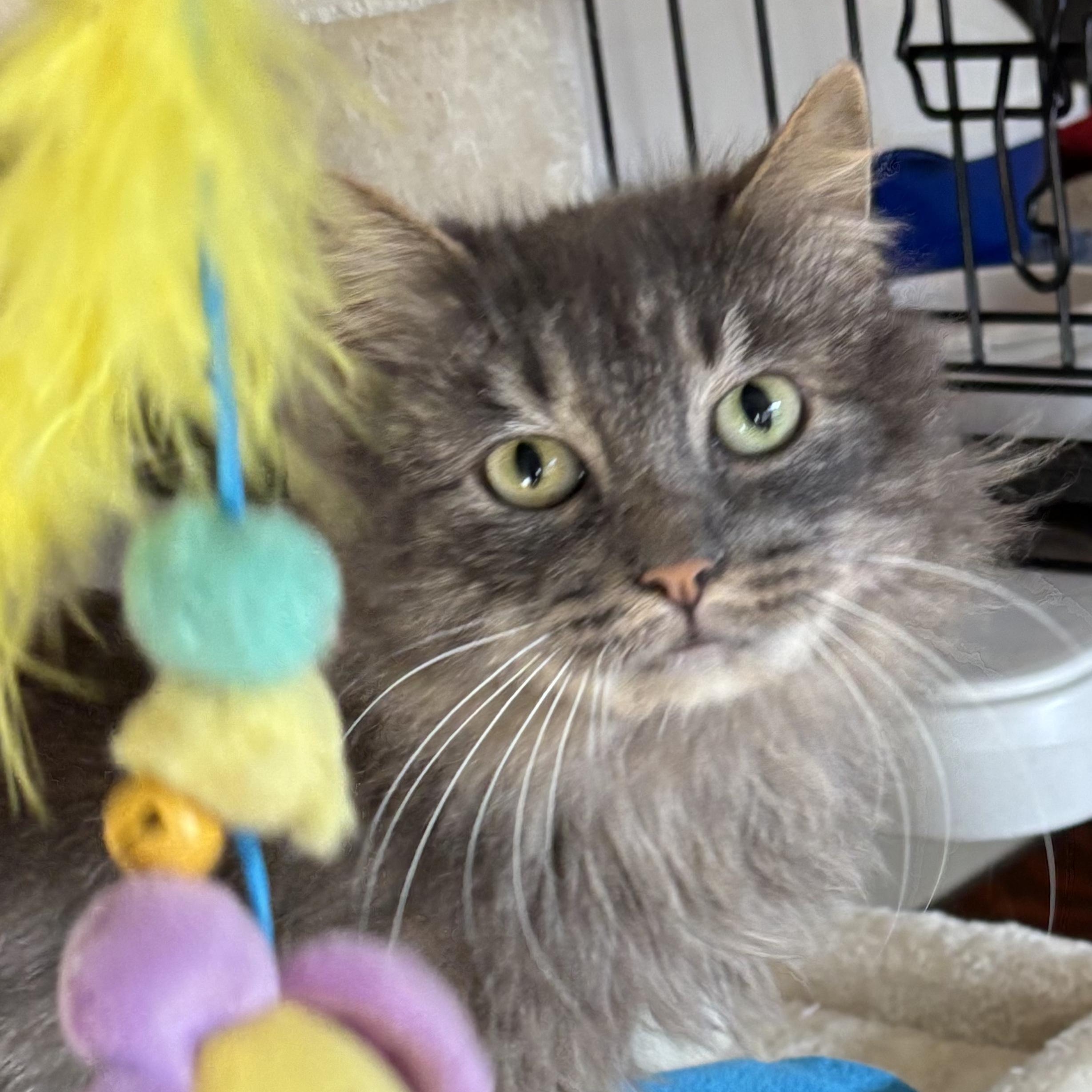 Enlarge Angie, a Adoptable Domestic Long Hair in Tillamook, OR image 3/6