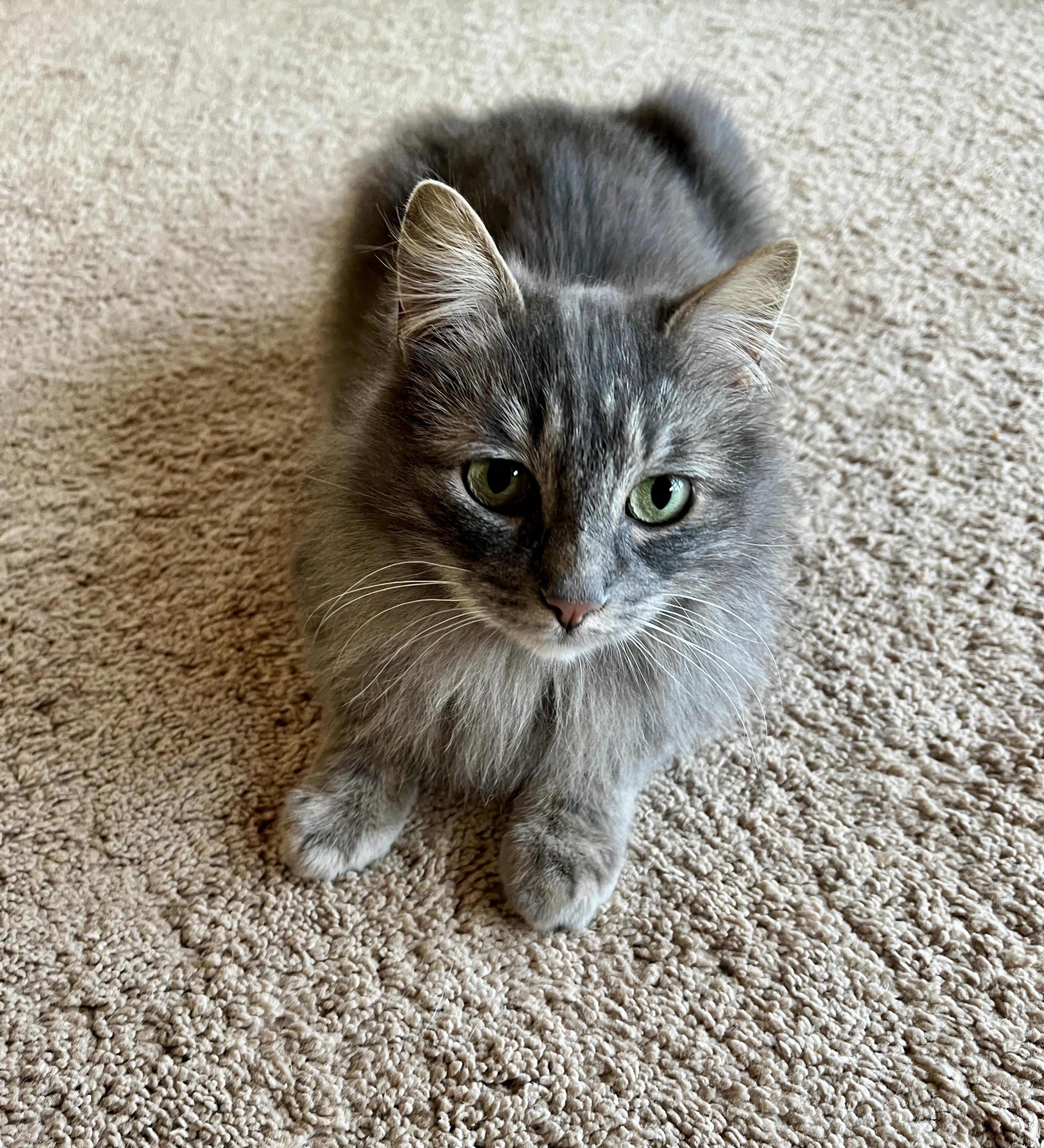 Enlarge Angie, a Adoptable Domestic Long Hair in Tillamook, OR image 6/6