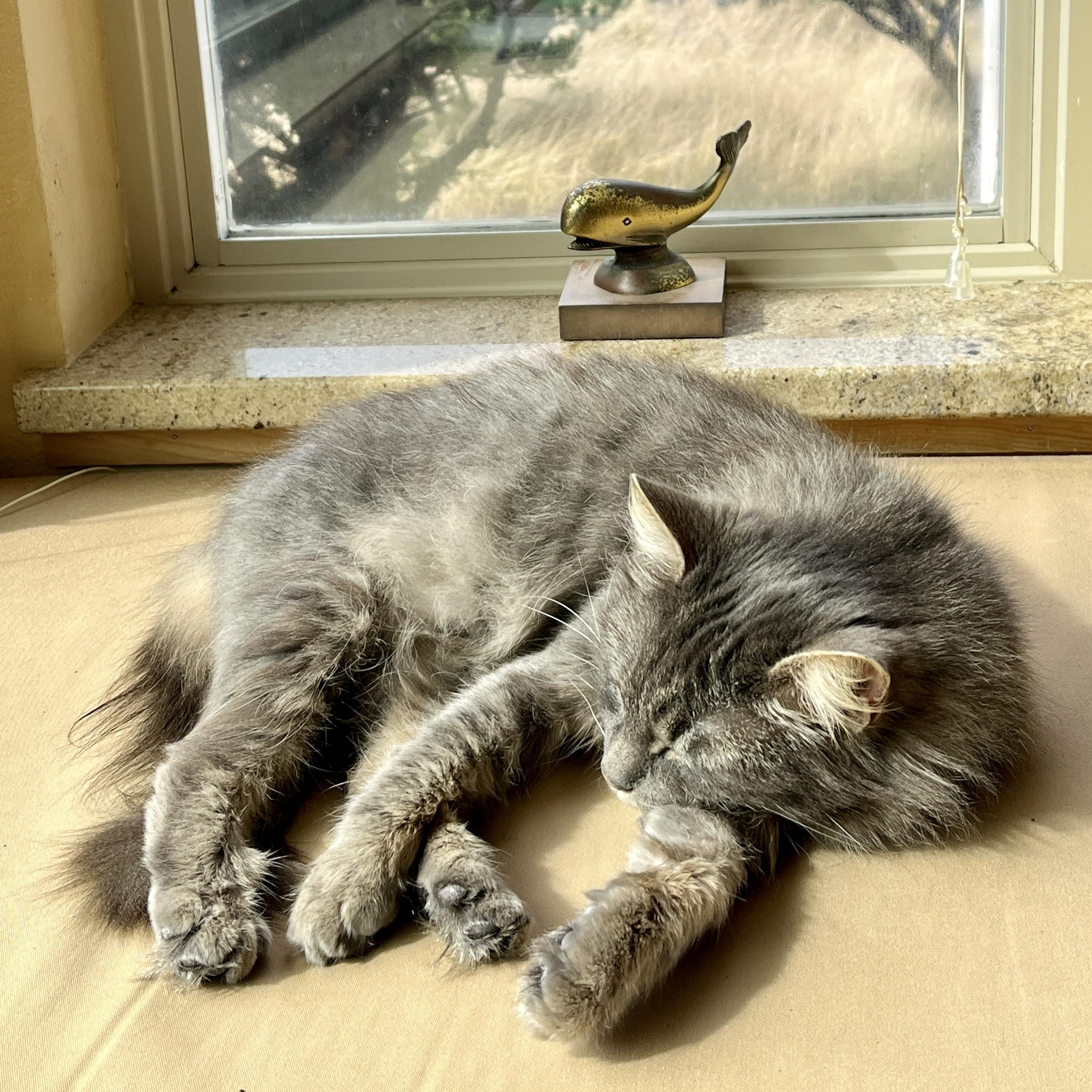 Enlarge Angie, a Adoptable Domestic Long Hair in Tillamook, OR image 4/6