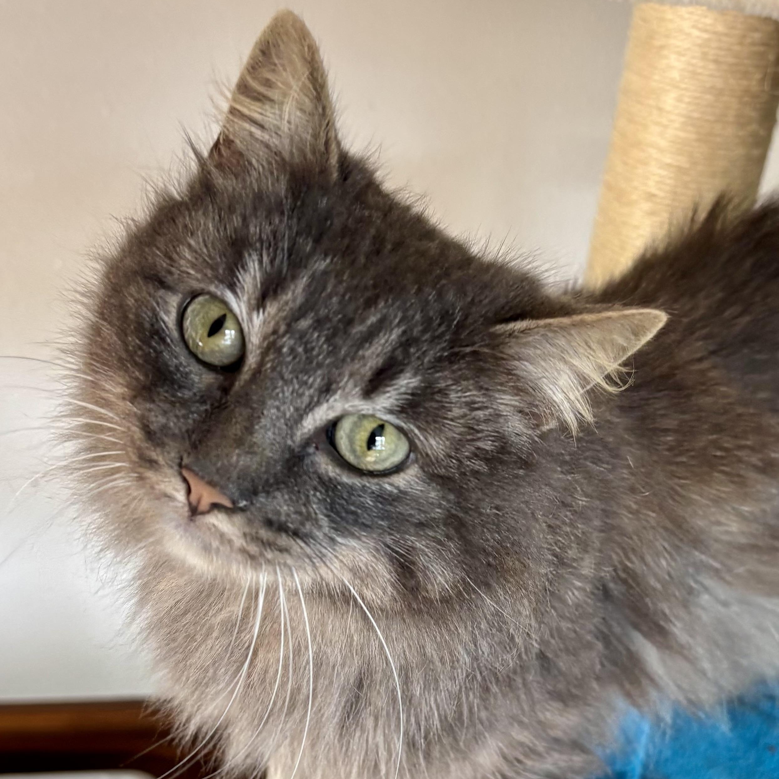 Angie, Adoptable, Adult Female Domestic Long Hair.
