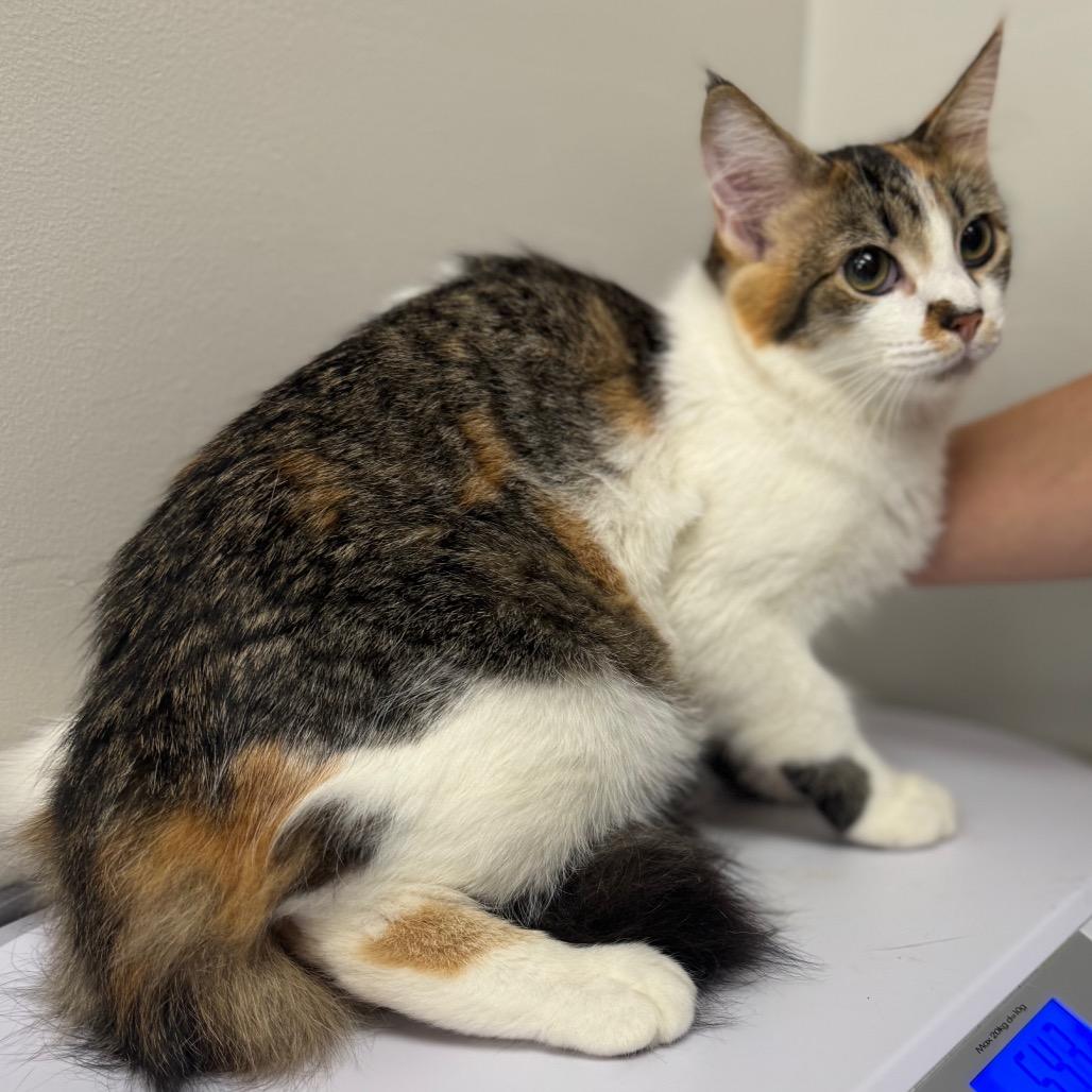 Allie *AVAILABLE IN FOSTER* photo