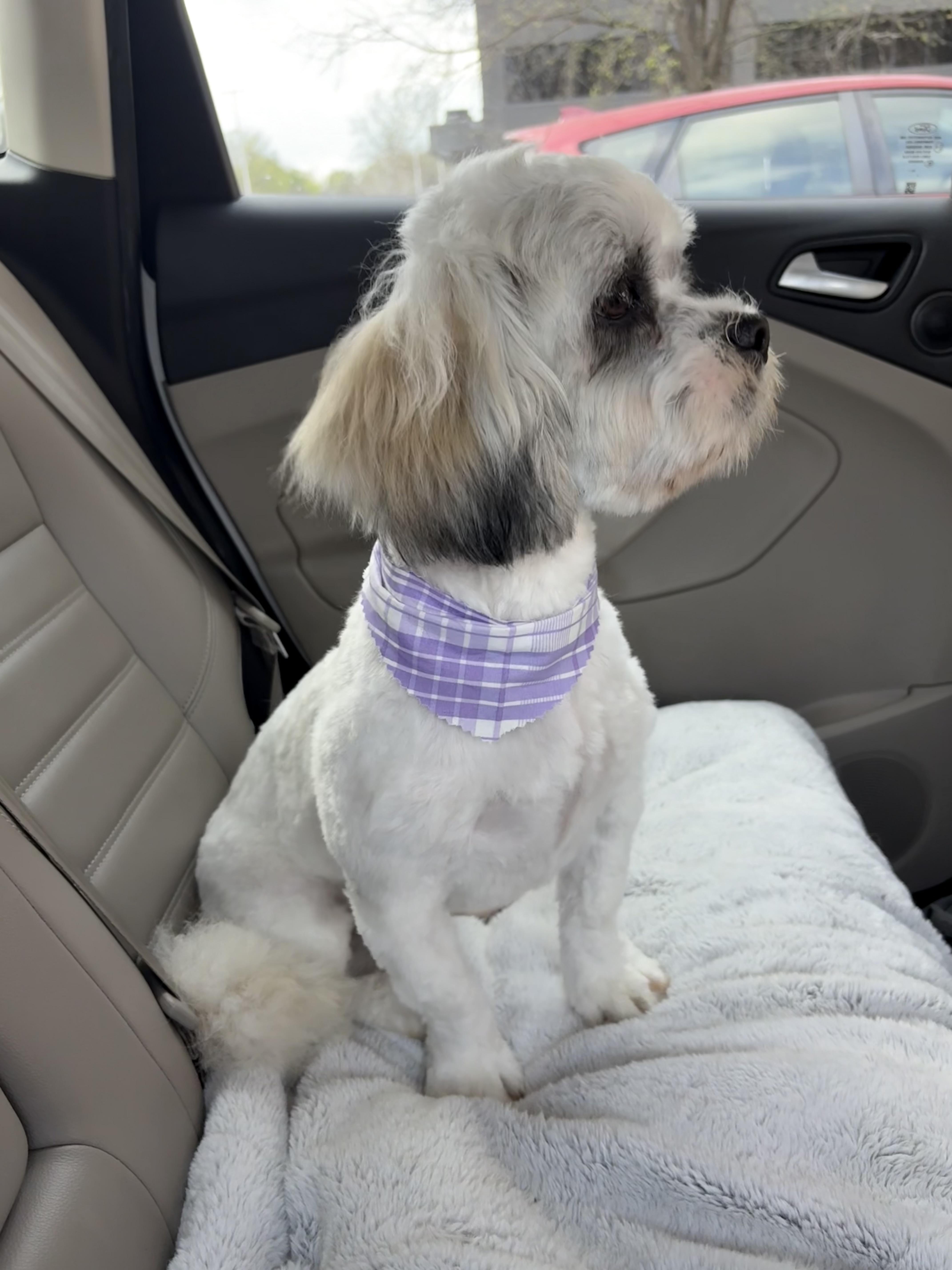 Enlarge Wrigley, a ADOPTABLE Lhasa Apso in Franklin, TN image 2/3
