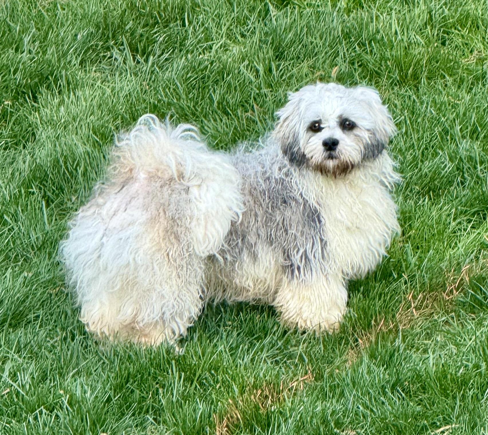 Wrigley, ADOPTABLE, Young Male Lhasa Apso.