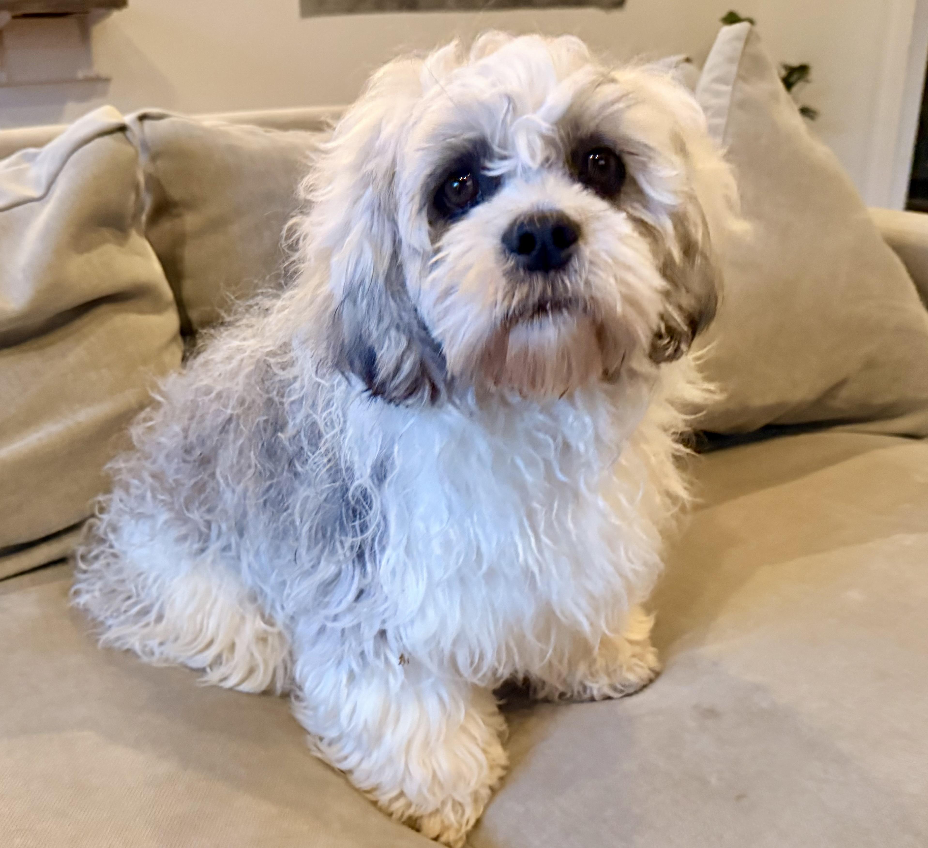 Wrigley, adoptable, Young Male Lhasa Apso.