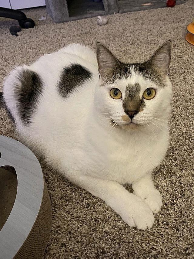 Enlarge Winter, a Adoptable Domestic Short Hair in Tampa, FL image 1/3