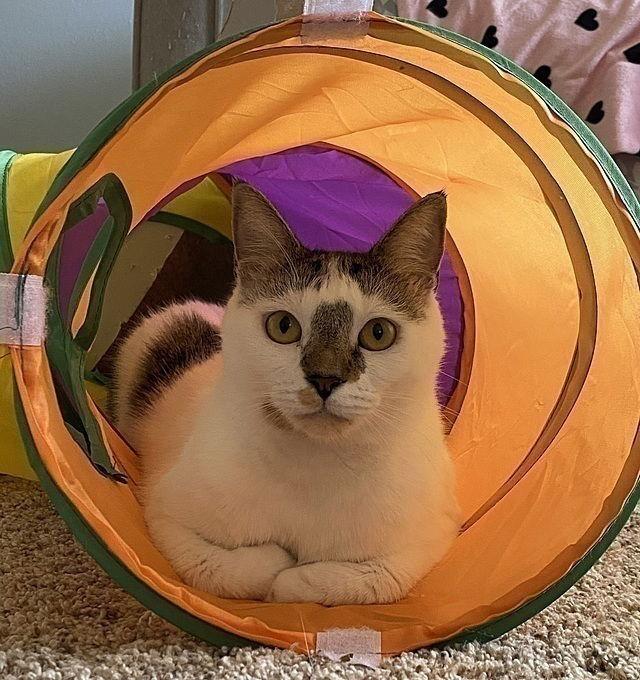 Enlarge Winter, a Adoptable Domestic Short Hair in Tampa, FL image 2/3