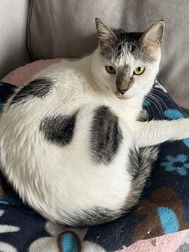 Enlarge Winter, a Adoptable Domestic Short Hair in Tampa, FL image 3/3