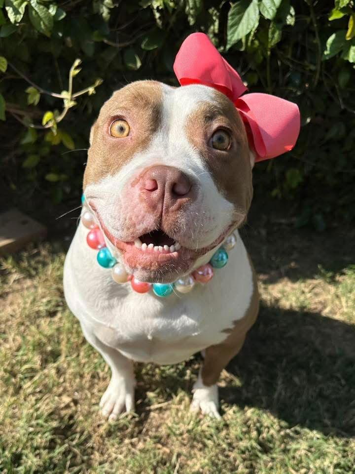 Ember, Adoptable, Adult Female Pit Bull Terrier.