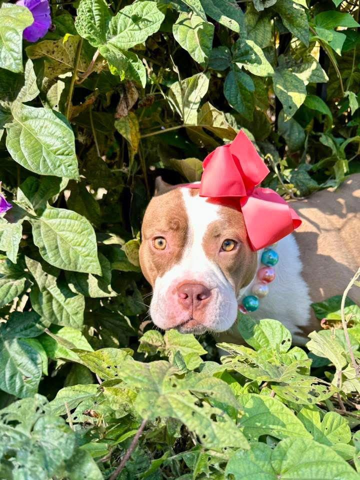 Enlarge Ember, a Adoptable Pit Bull Terrier in Redlands, CA image 2/3
