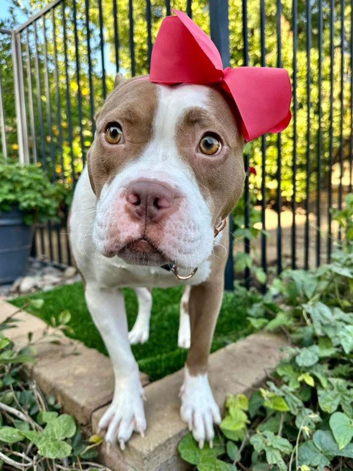 Enlarge Ember, a Adoptable Pit Bull Terrier in Redlands, CA image 3/3