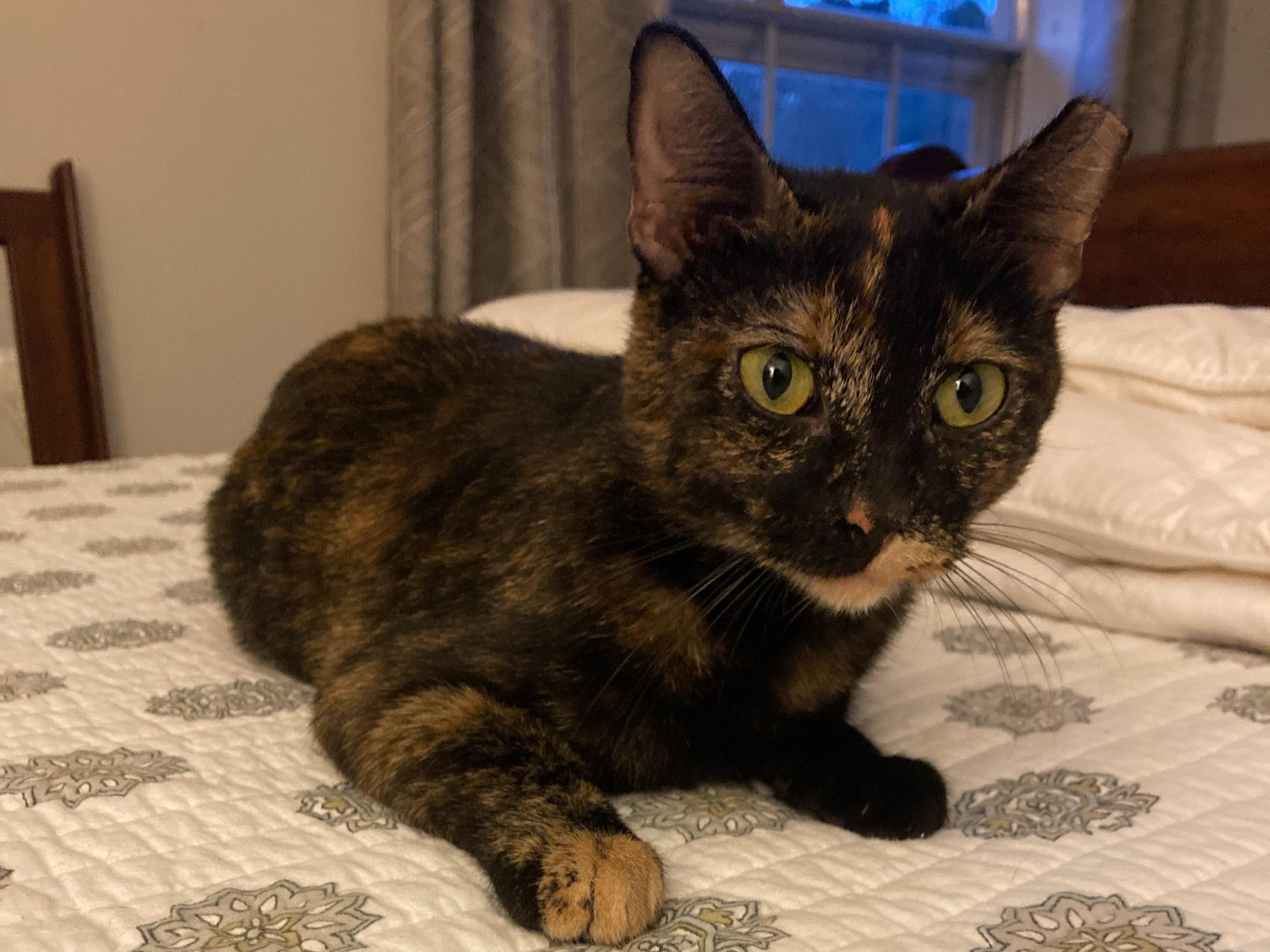 Cissy, a Adoptable mixed breed in College Station, TX image 2/5