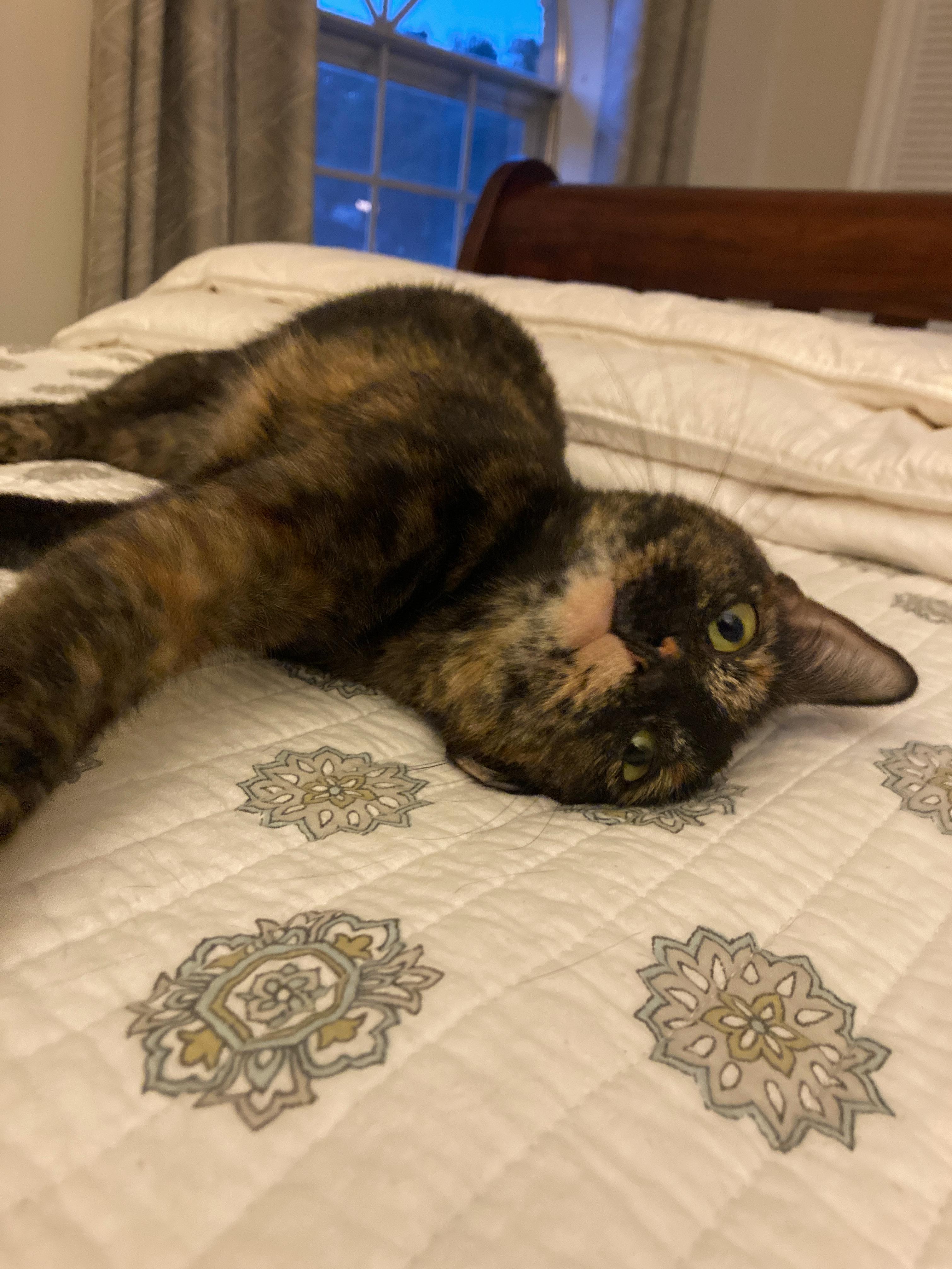 Cissy, a Adoptable mixed breed in College Station, TX image 3/5