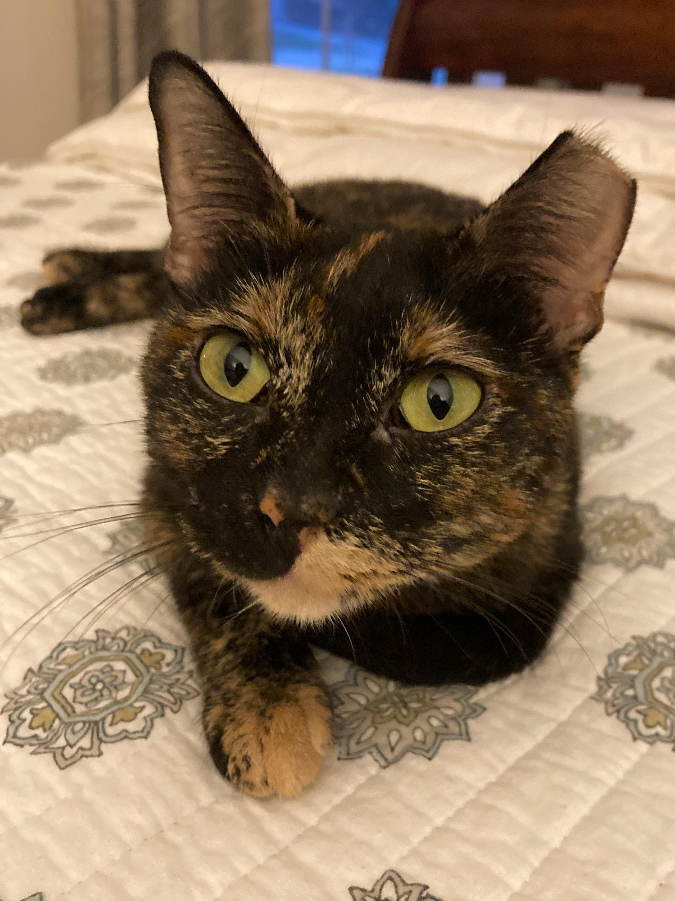 Cissy, a Adoptable mixed breed in College Station, TX image 4/5