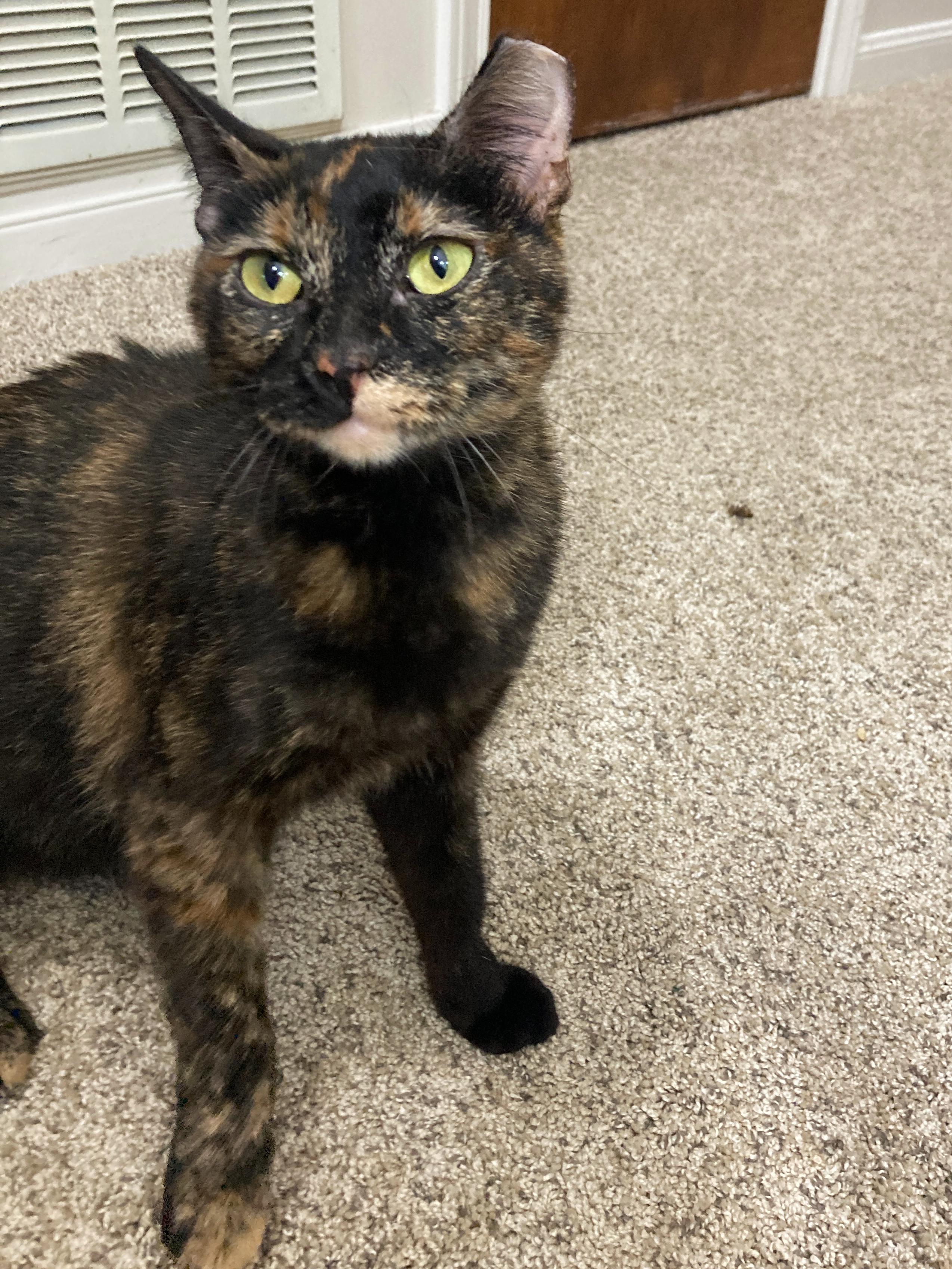 Cissy, a Adoptable mixed breed in College Station, TX image 5/5