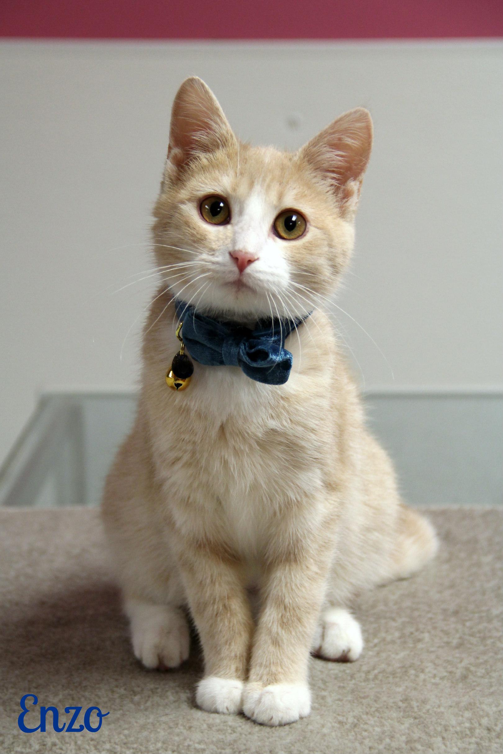 Enlarge Enzo , a ADOPTABLE Domestic Short Hair in Vinton, IA image 1/1