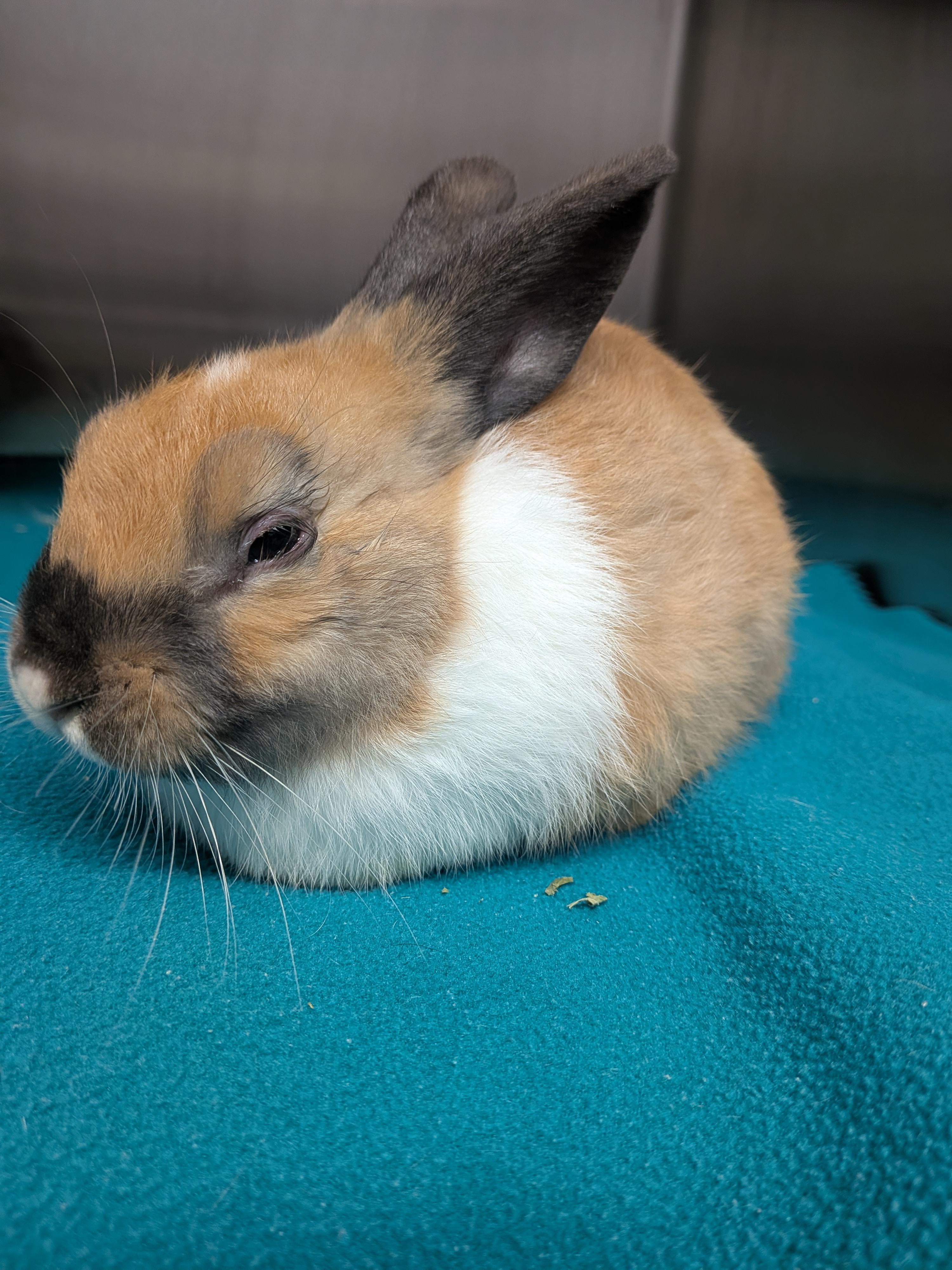 Enlarge Chip, a Adoptable Dutch in Grand Rapids, MI image 1/2