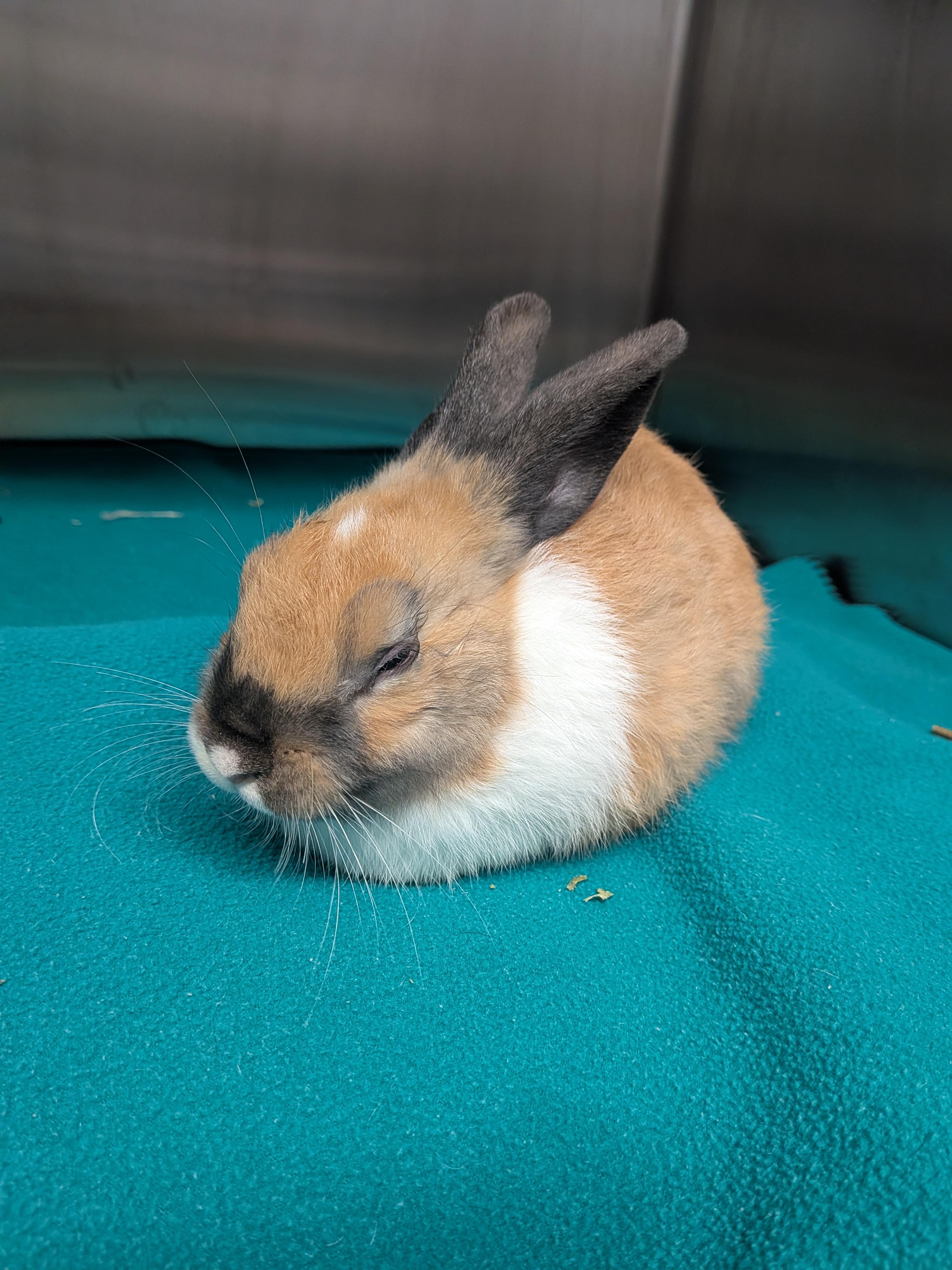 Enlarge Chip, a Adoptable Dutch in Grand Rapids, MI image 2/2