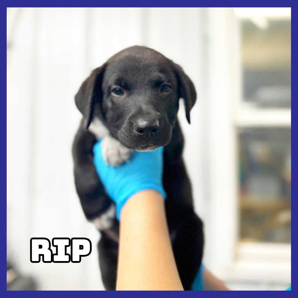 Rip, Adoptable, Puppy Male Black Labrador Retriever.