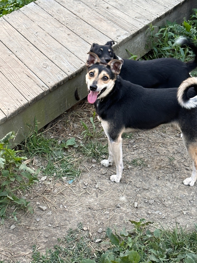 Edward Scissorpaws, a Adoptable mixed breed in Greenfield, OH image 2/20
