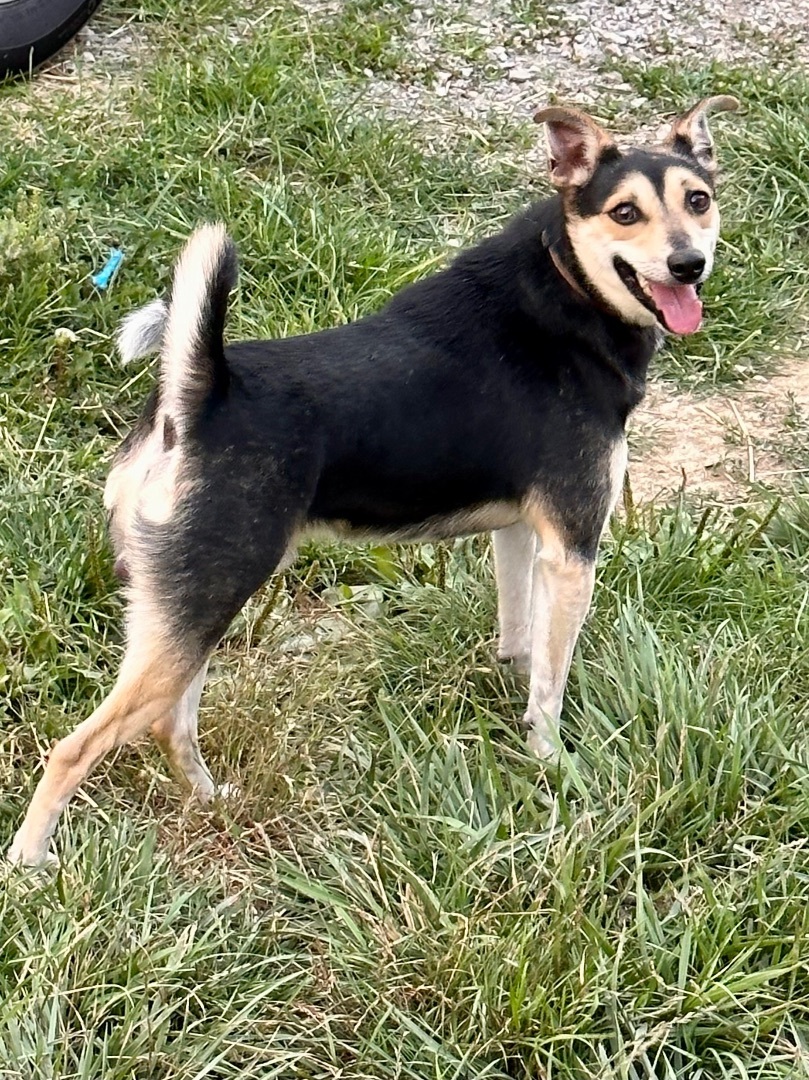 Edward Scissorpaws, a Adoptable mixed breed in Greenfield, OH image 4/20