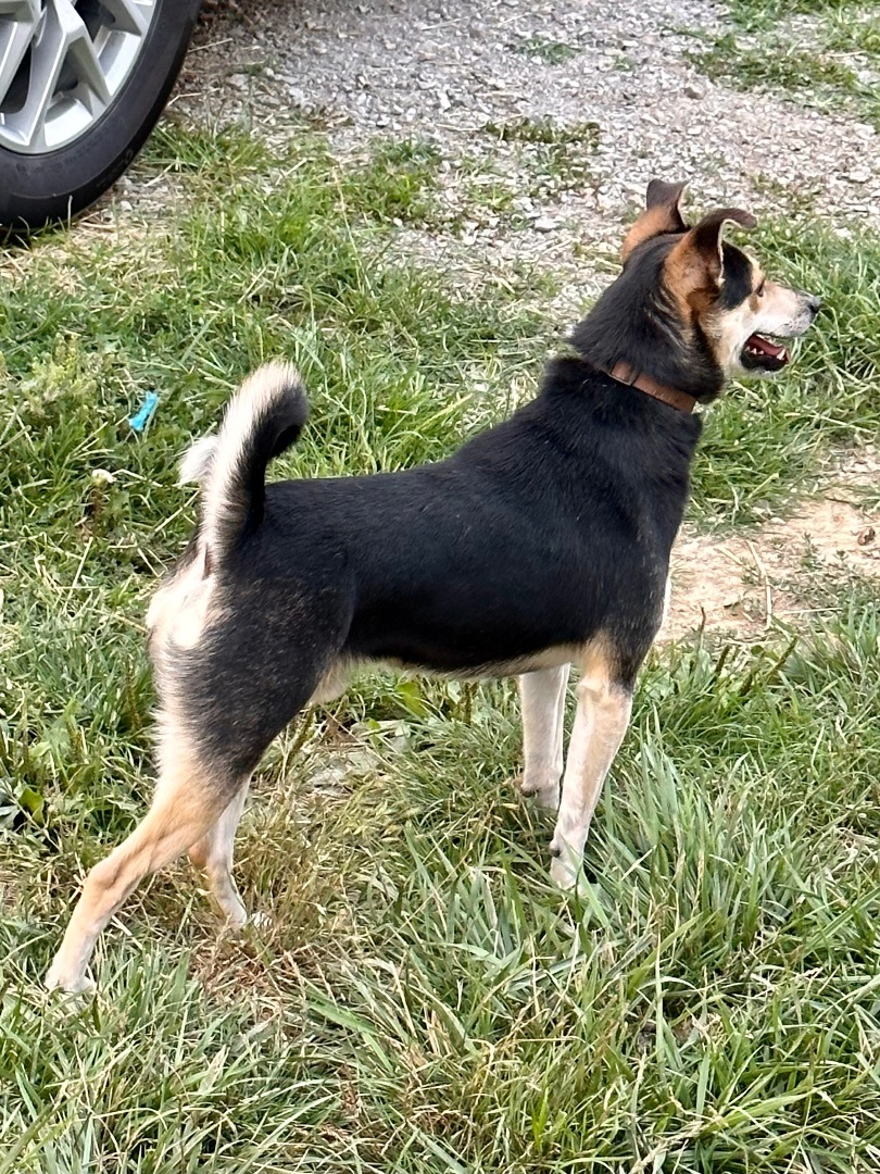 Edward Scissorpaws, a Adoptable mixed breed in Greenfield, OH image 5/20
