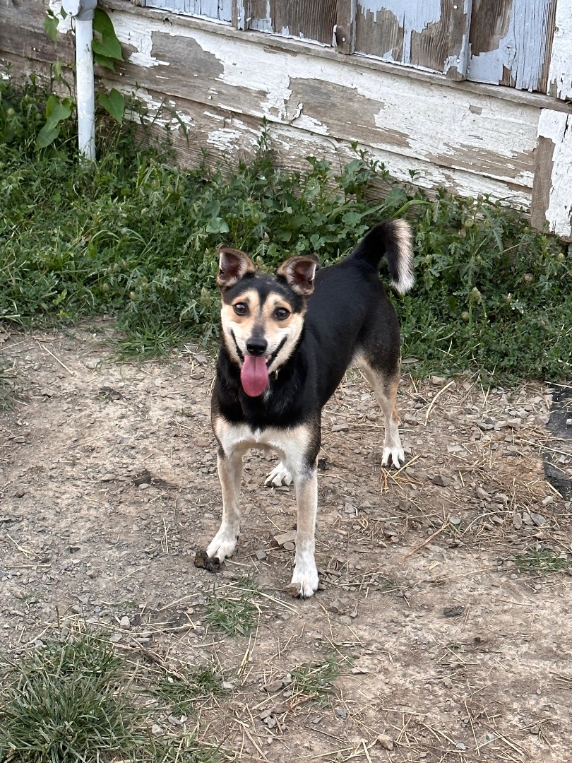 Edward Scissorpaws, a Adoptable mixed breed in Greenfield, OH image 6/20