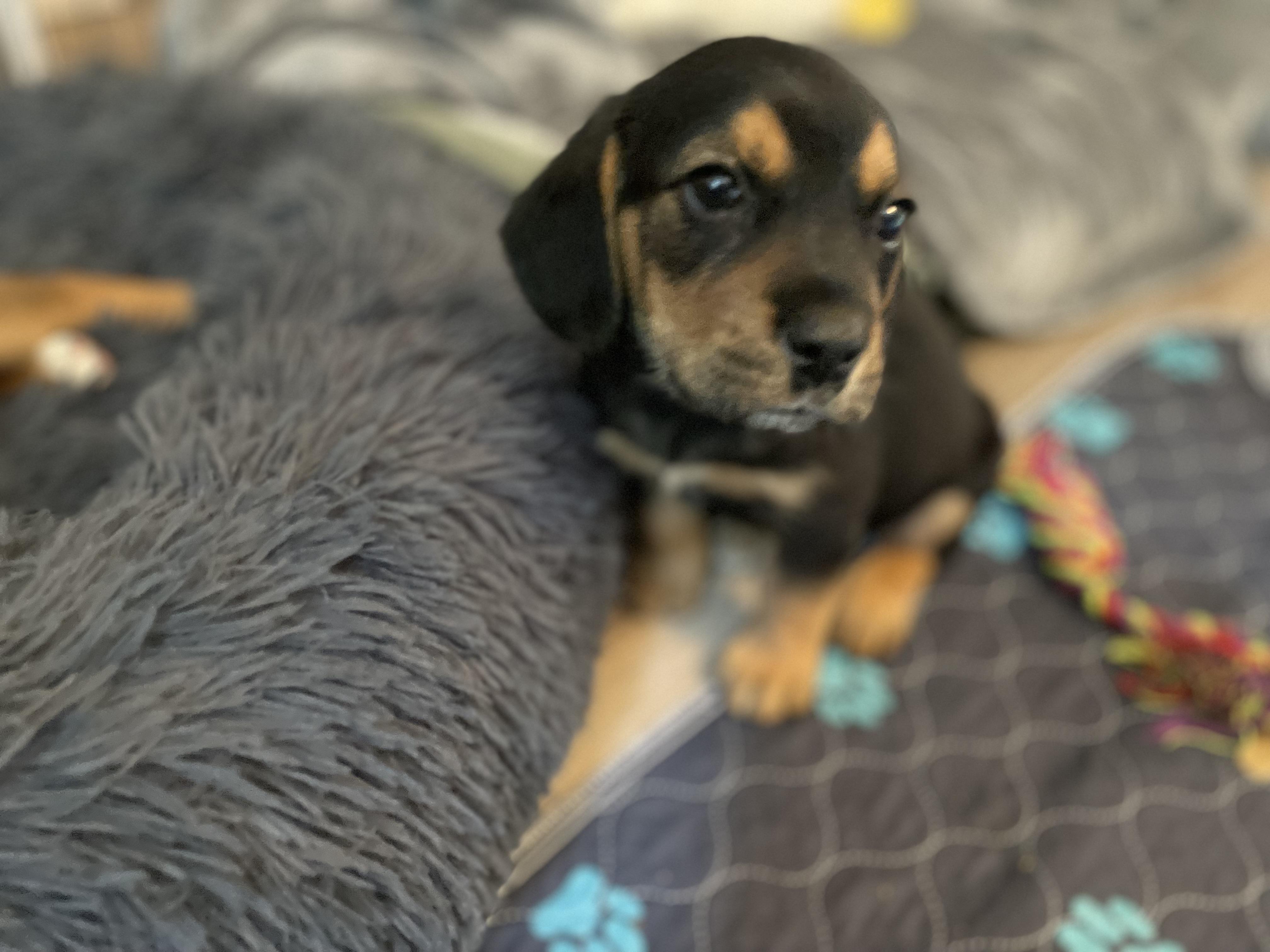 Gus, a ADOPTABLE mixed breed in Union Grove, WI image 2/4