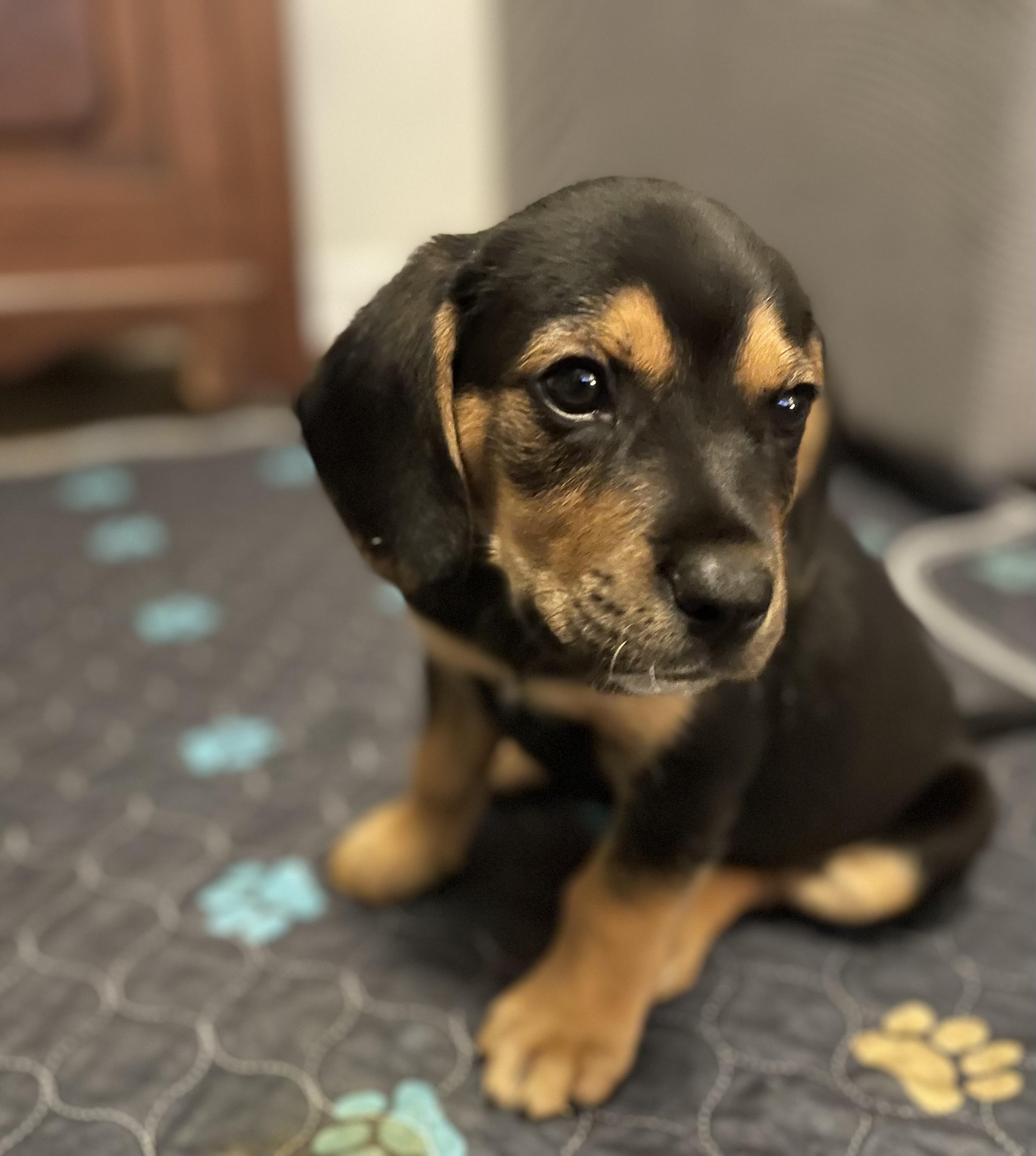 Gus, a ADOPTABLE mixed breed in Union Grove, WI image 1/4