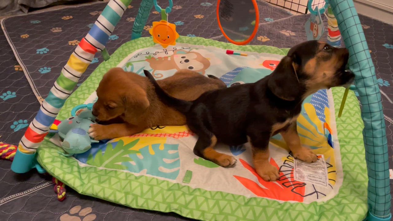 Enlarge Gus, a ADOPTABLE mixed breed in Union Grove, WI video 4/4